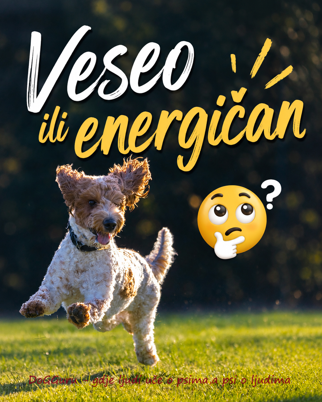 Veseli psi s puno energije