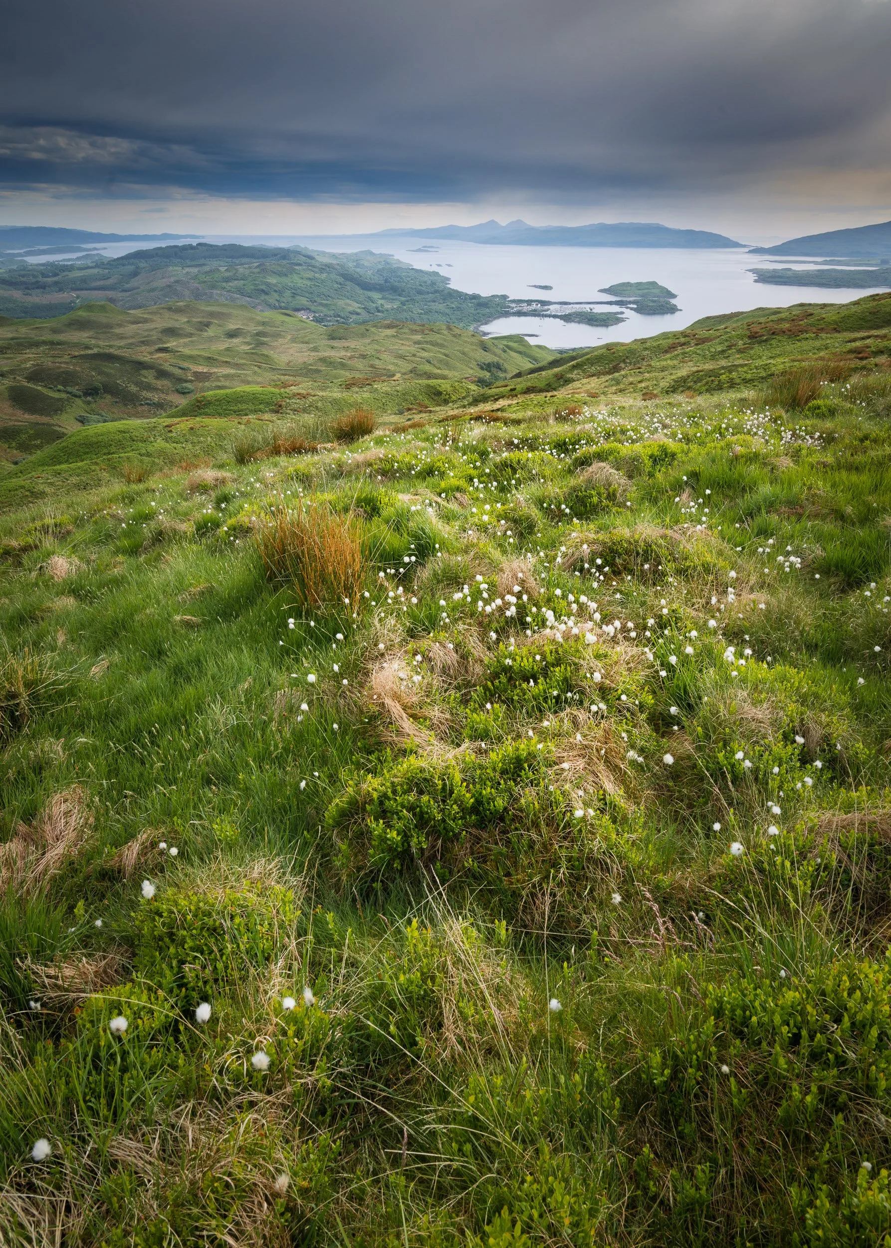 Hillside Flowers near Oban