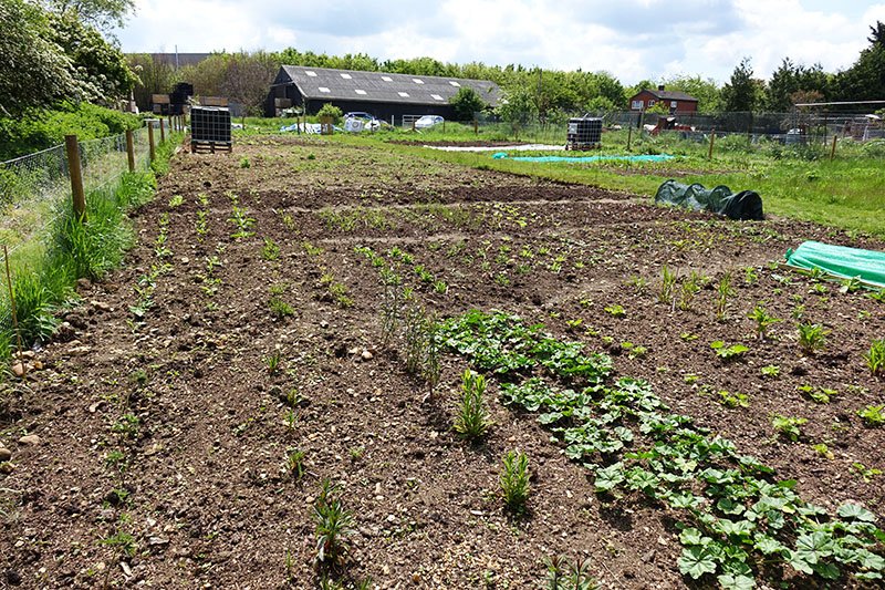 May 2021 - young plants of hardy annuals planted out, including Clary, Antirrhinums, Cerinthe