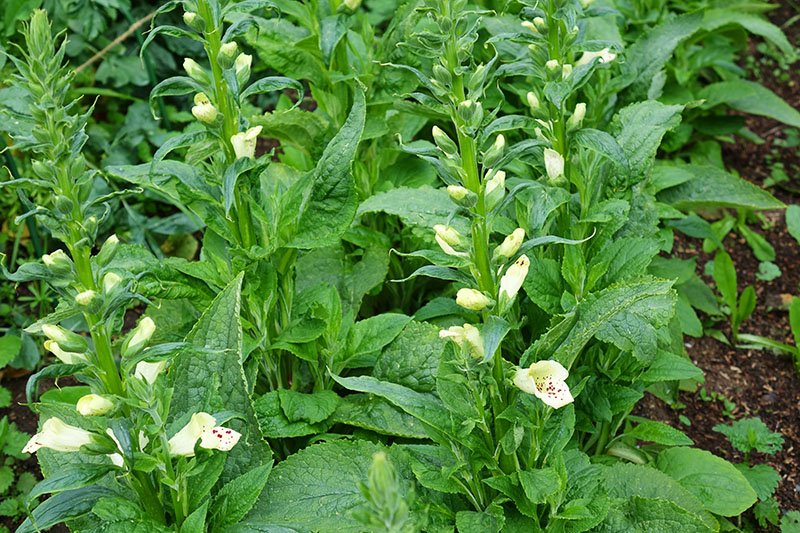 June 2021 - Those early foxgloves now in bloom