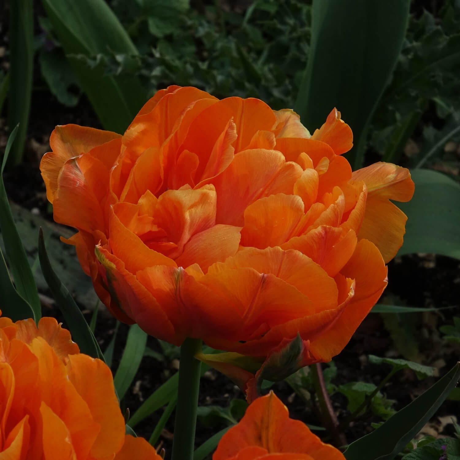 Orange Double Tulip Spring Flowers.jpg