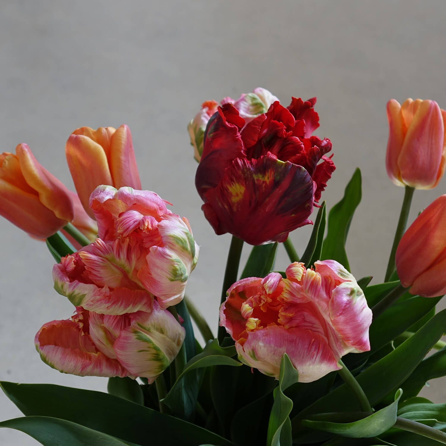 Parrot Tulips Mixed Spring Flowers.jpg