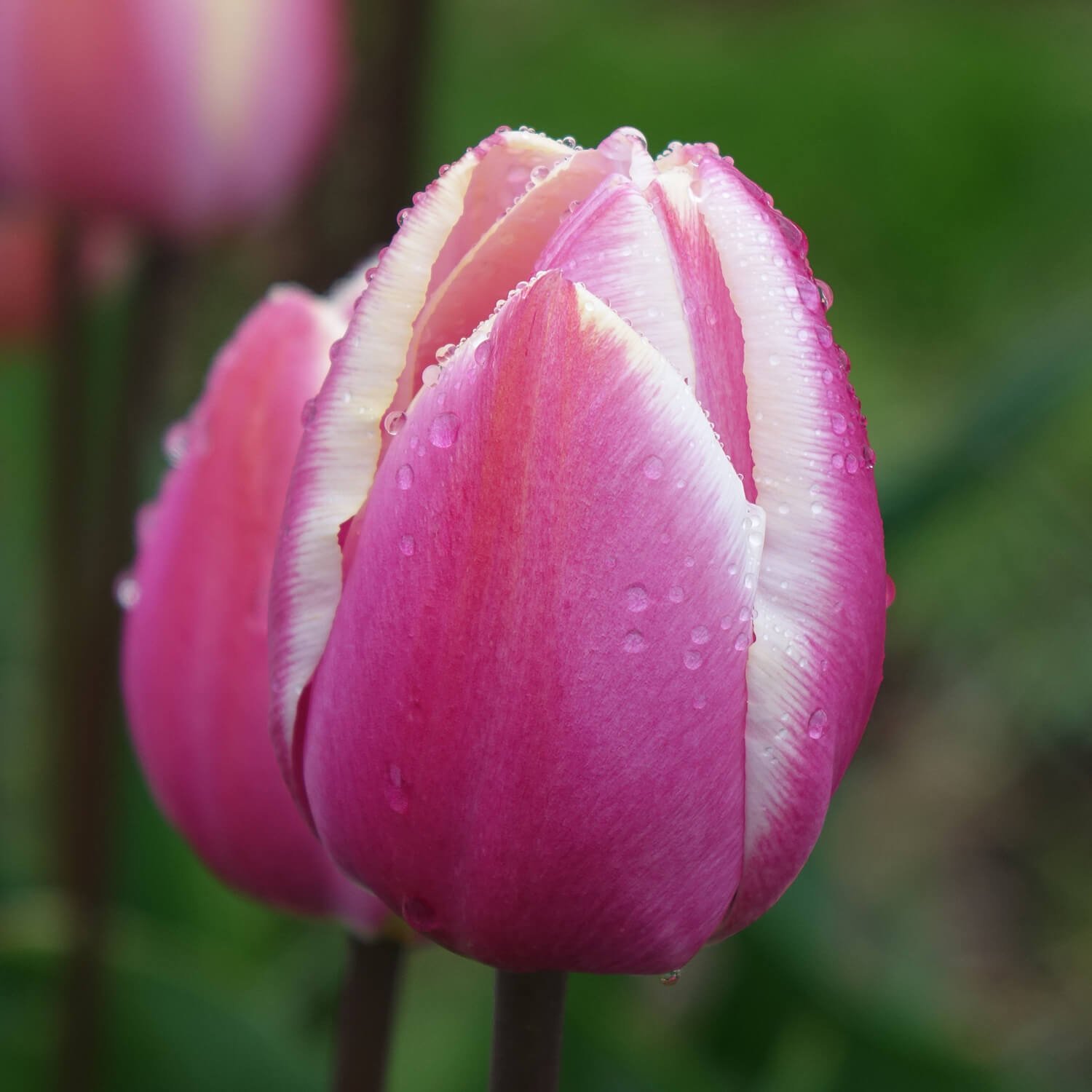 Tulip Pink Spring Flowers.jpg