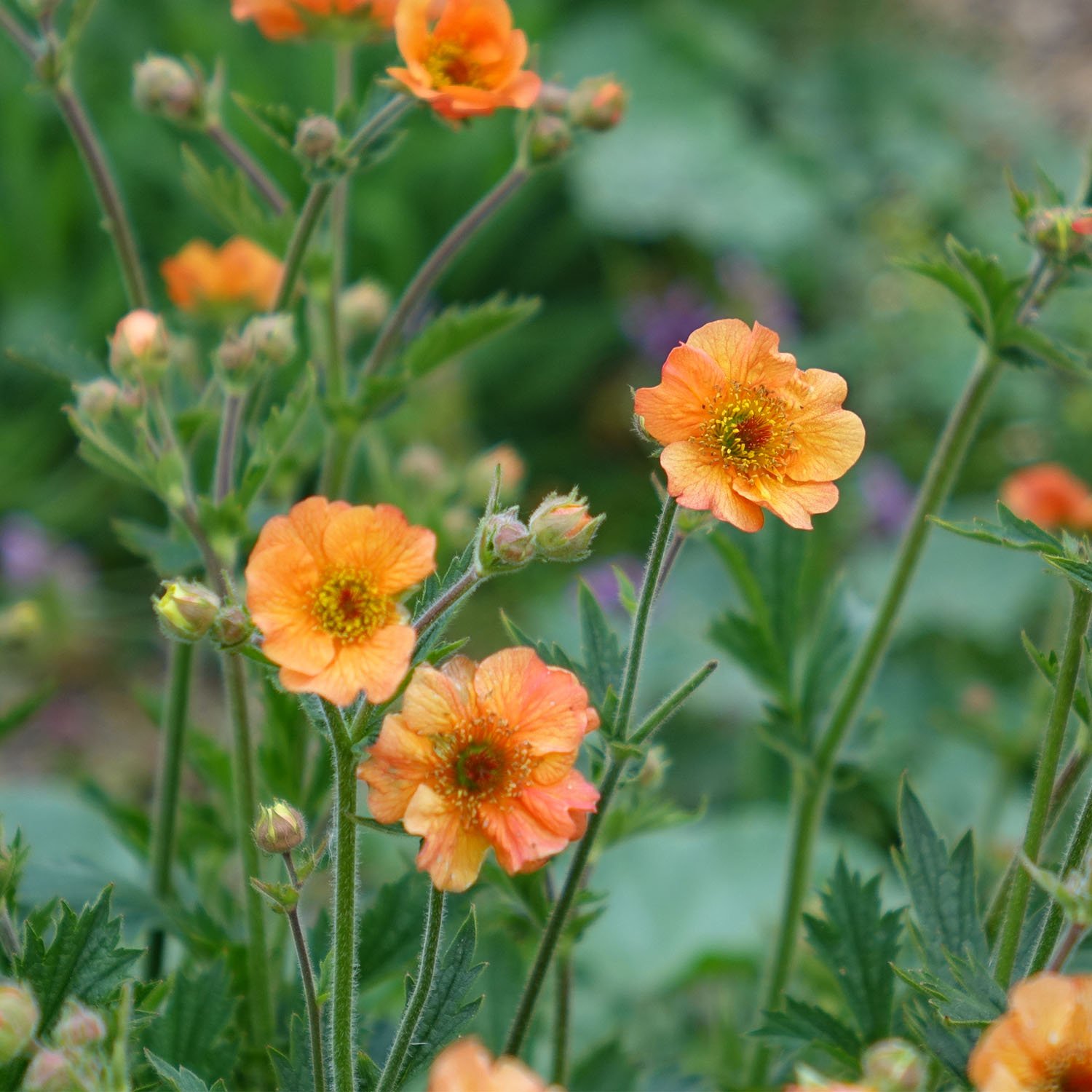 Geum Flowers Early Summer.jpg