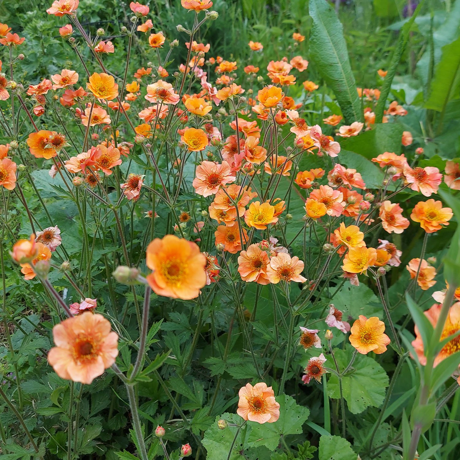 Orange Geum Flowers Early Summer.jpg