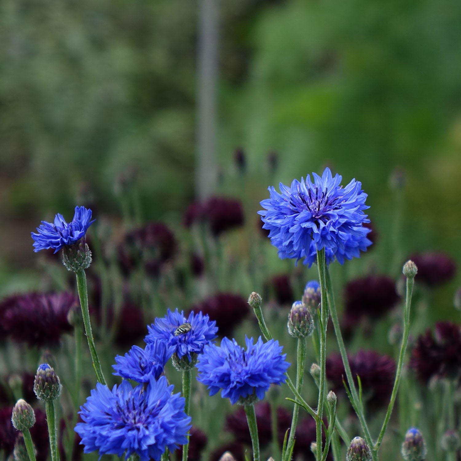 Blue Burgundy Cornflowers Early Summer.jpg