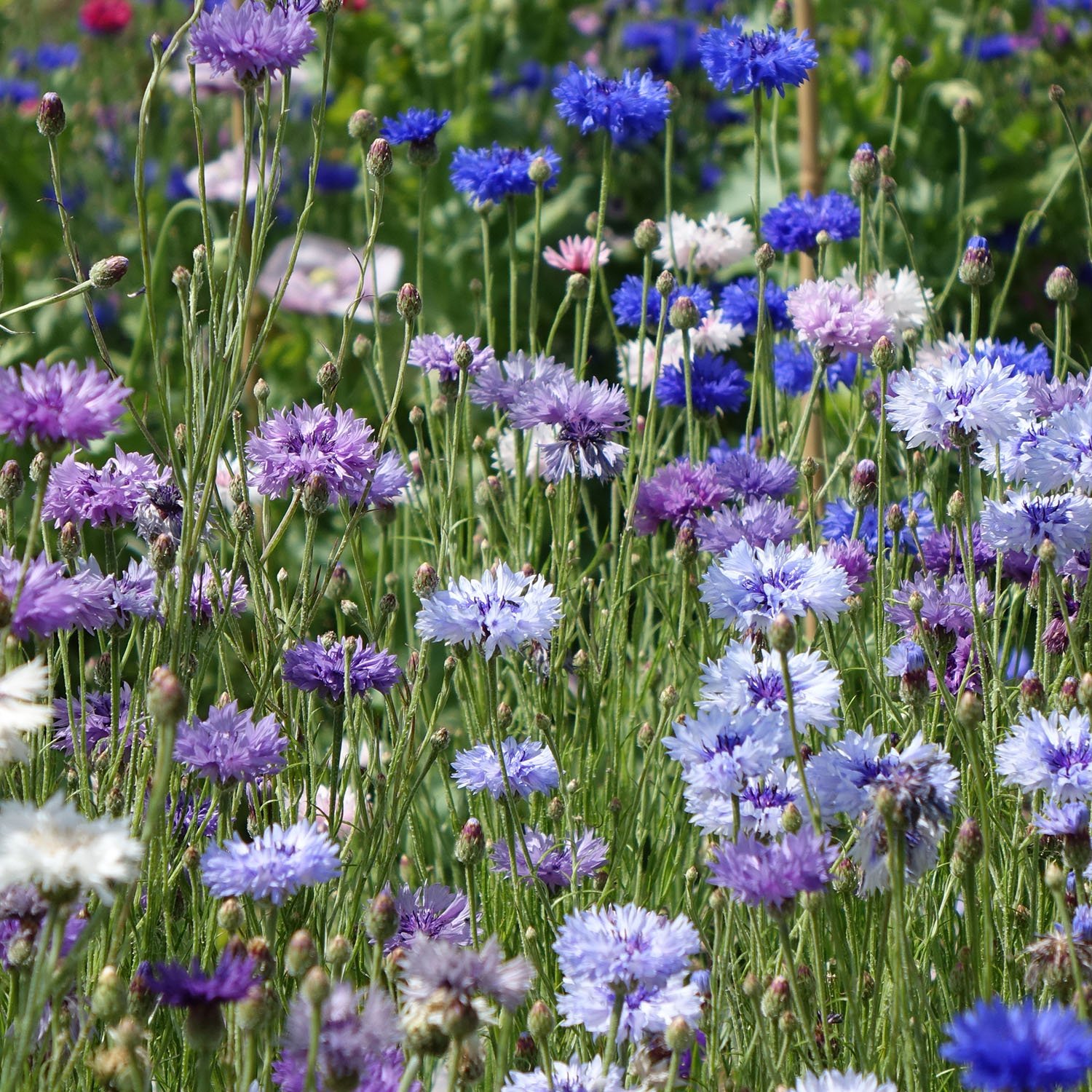 Mixed Lilac Blue Cornflowers Early Summer.jpg
