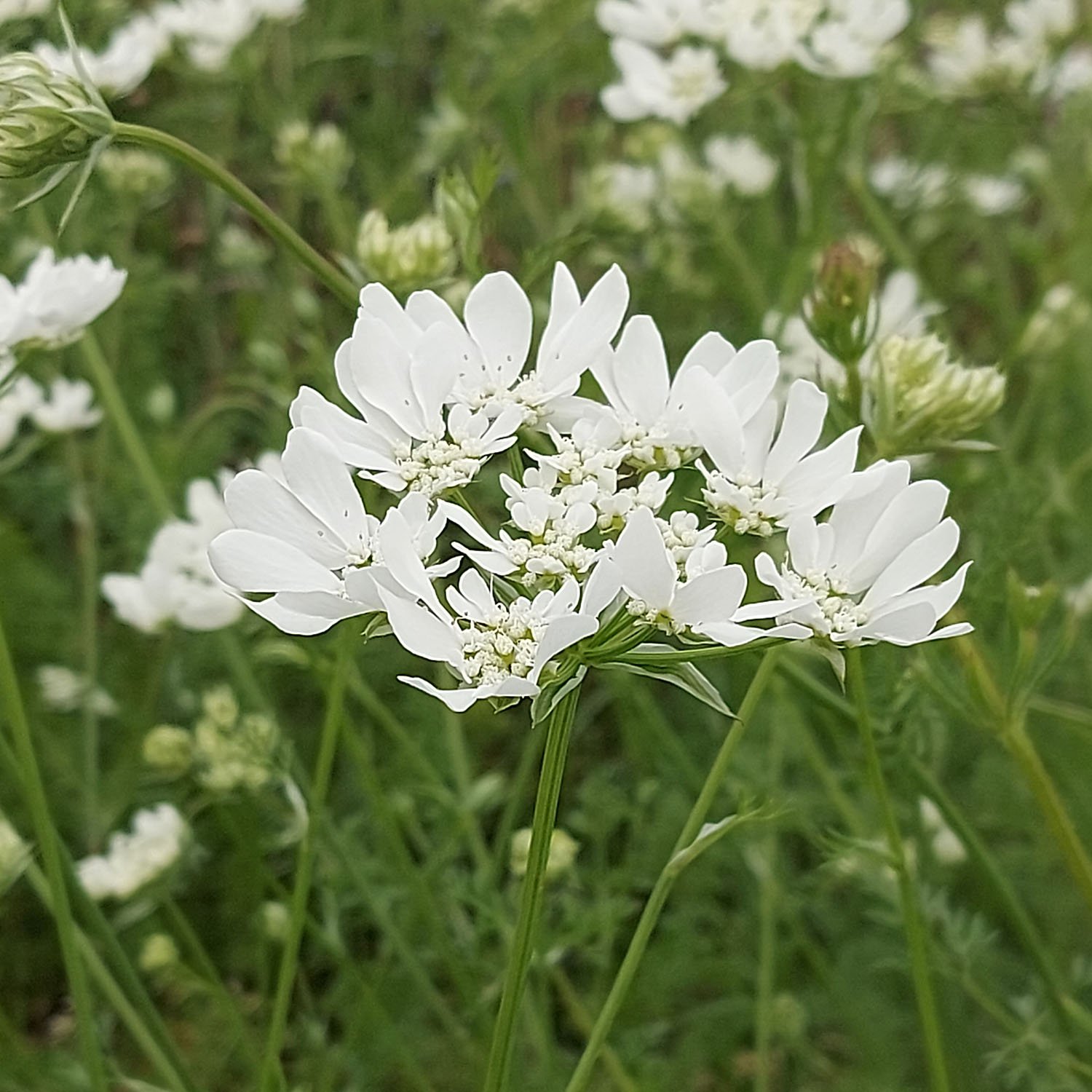 White Orlaya Flower Early Summer.jpg