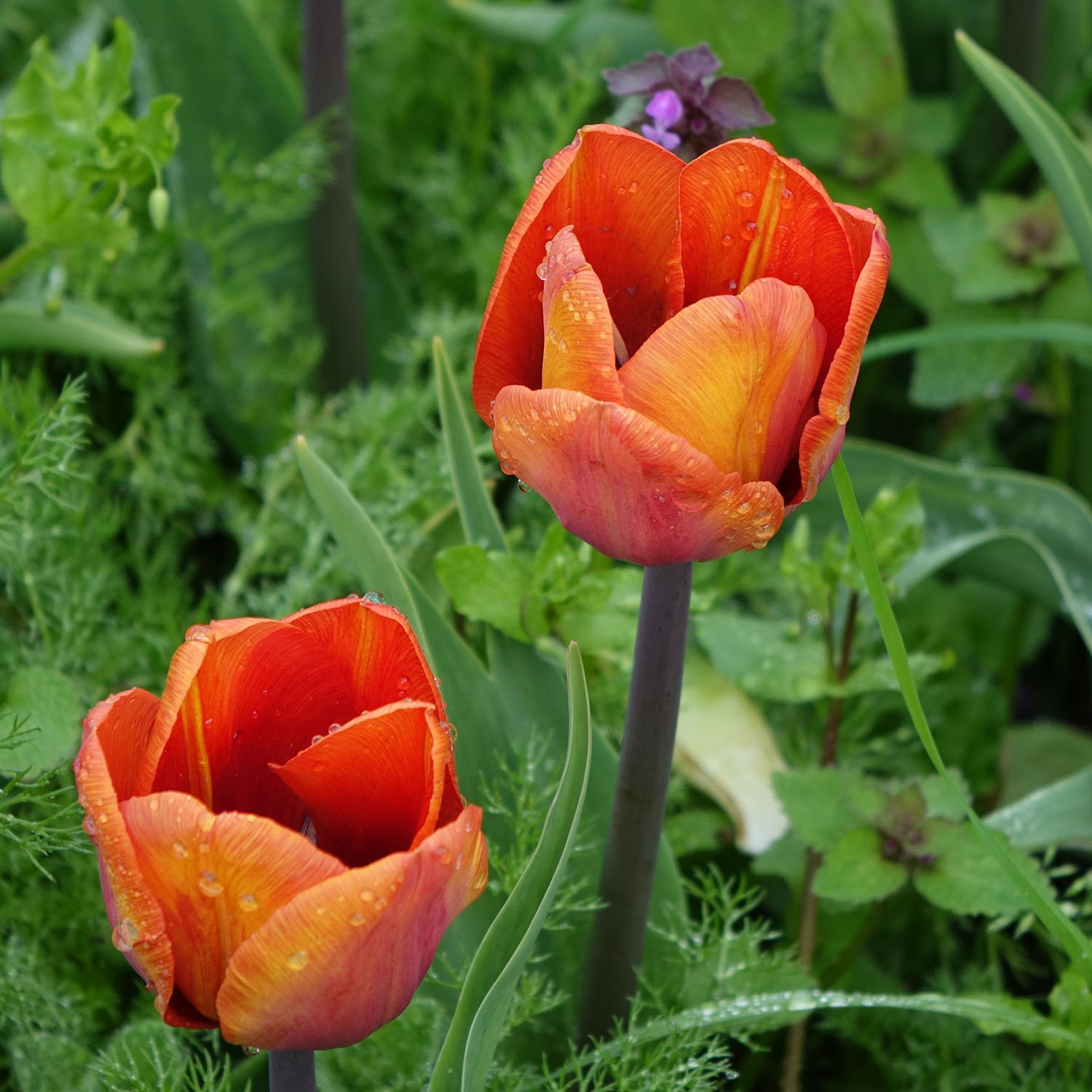 Tulip Orange Spring Flowers.jpg