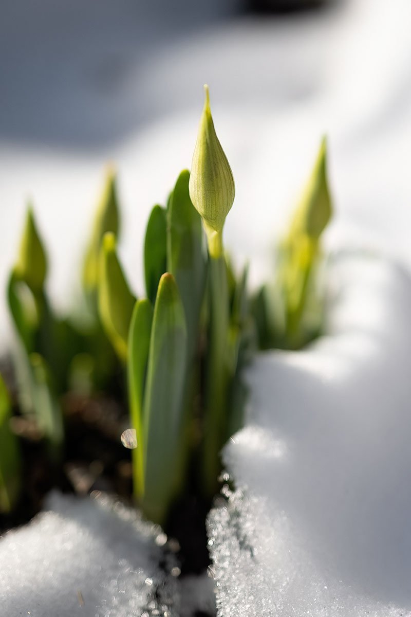 Daffodil peaking through Snow Spring Flower.jpg