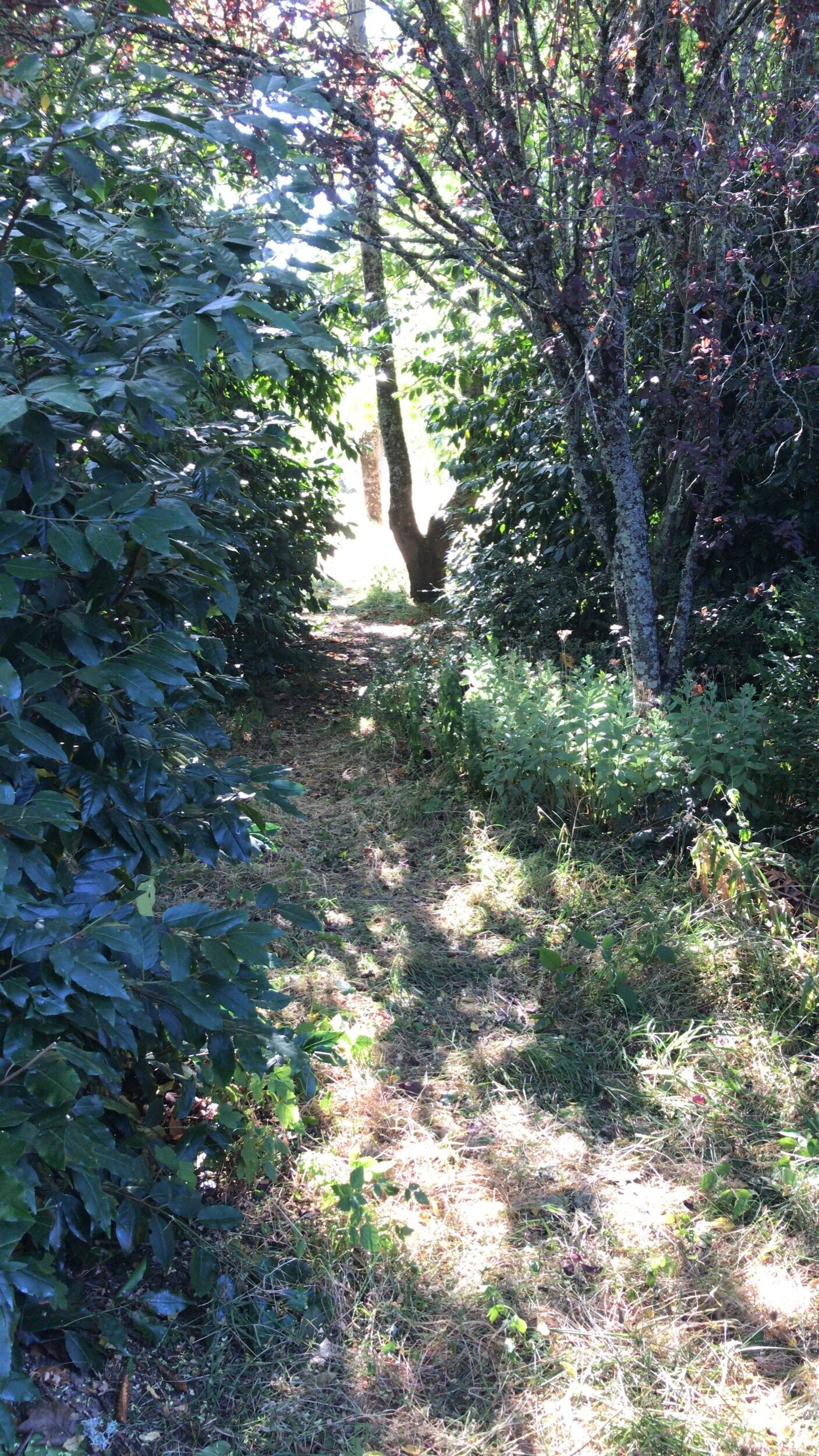 A pathway through the garden.