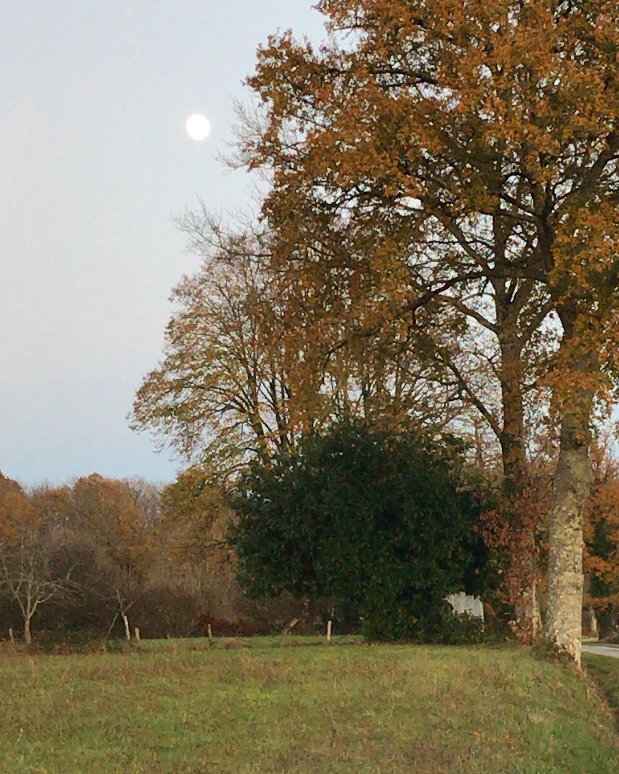 Moon rising behind oak trees in November.
