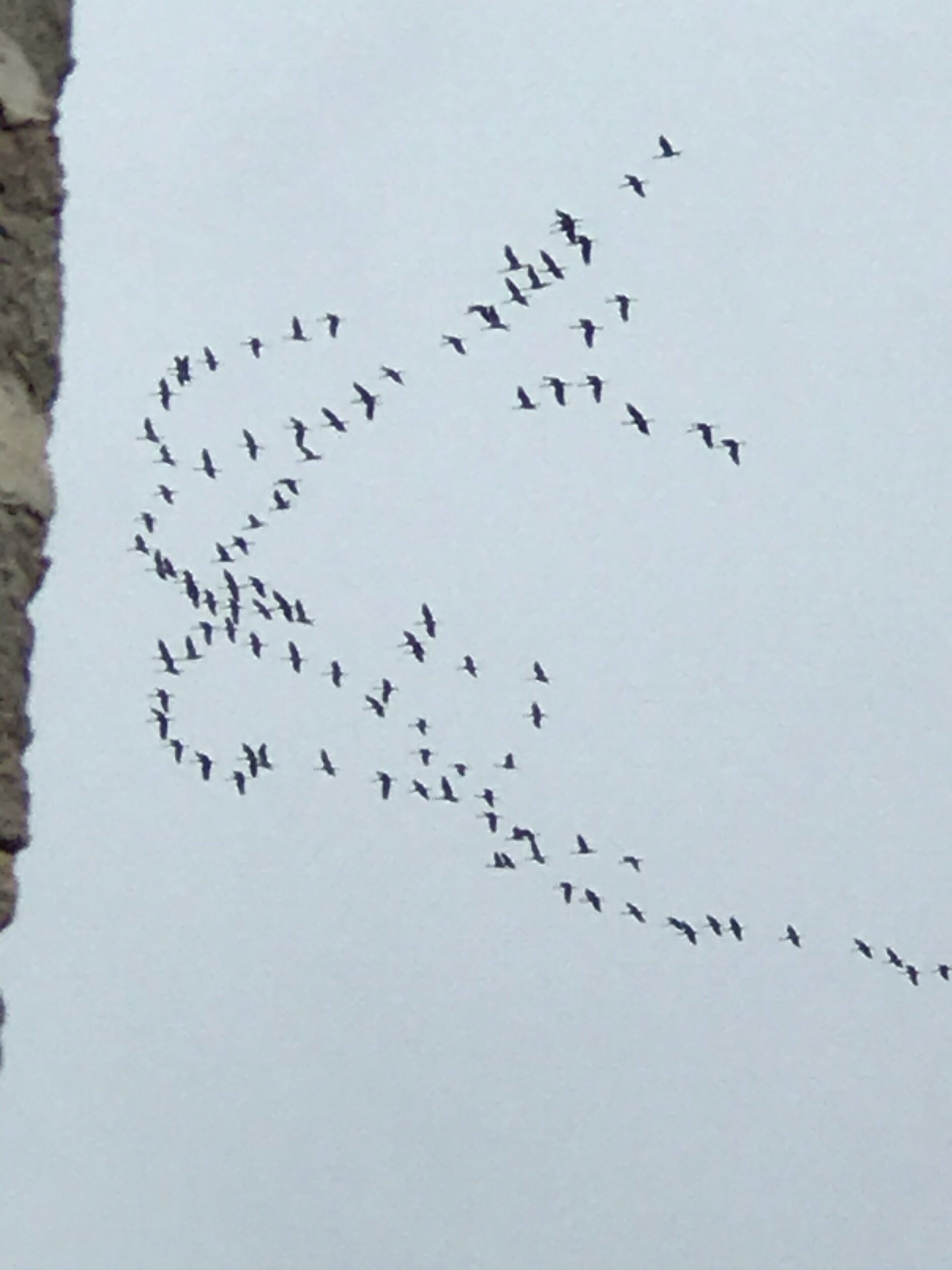 Migrating Cranes.