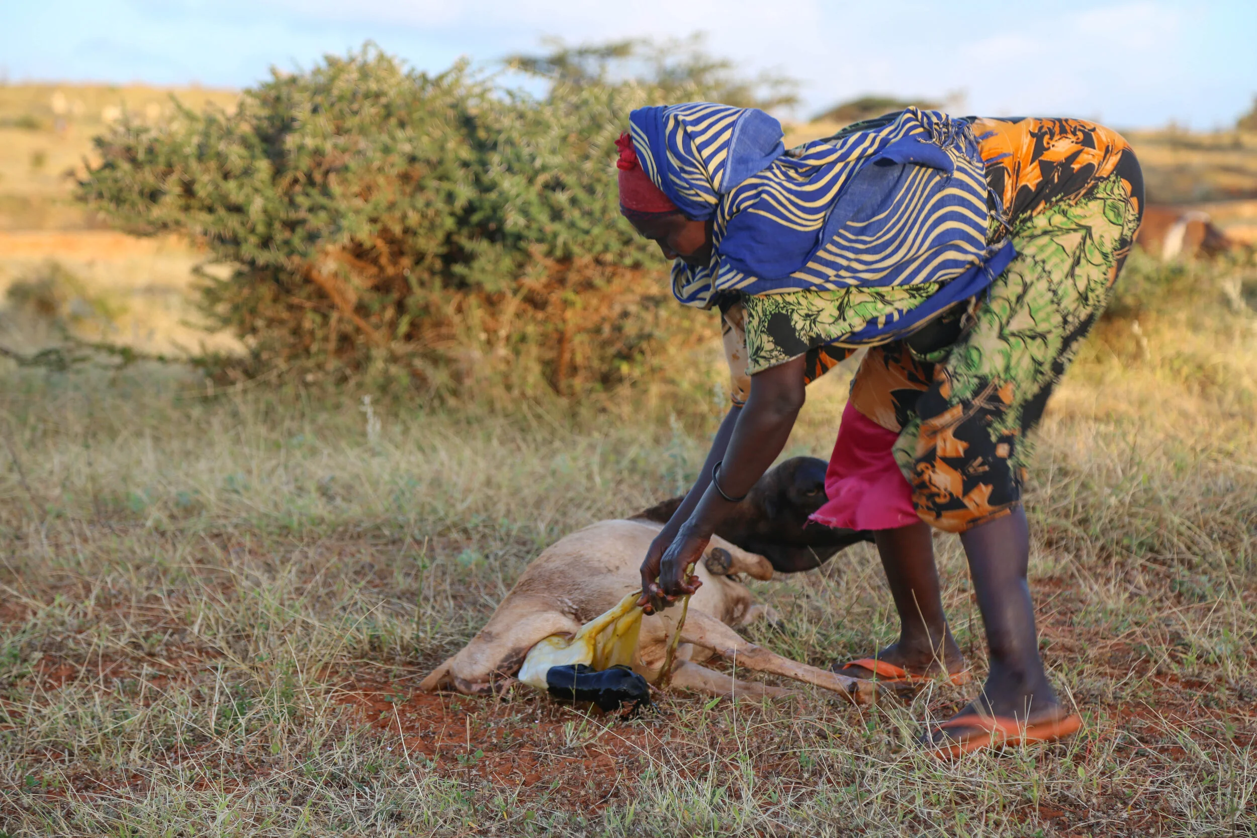 A person in colorful clothing is tending to a dog lying on the ground outdoors in a natural setting with bushes and open sky.