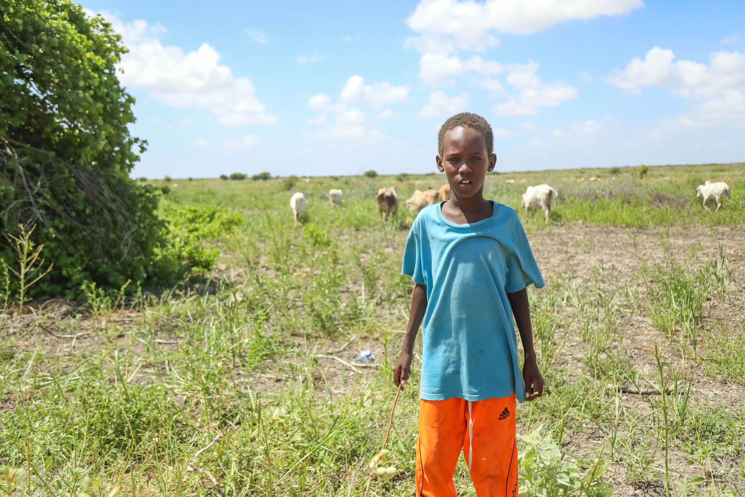 A young cattle herder looks after his cows at the vicinity Yontoy village at the outskirt of Kismayo Somalia.
