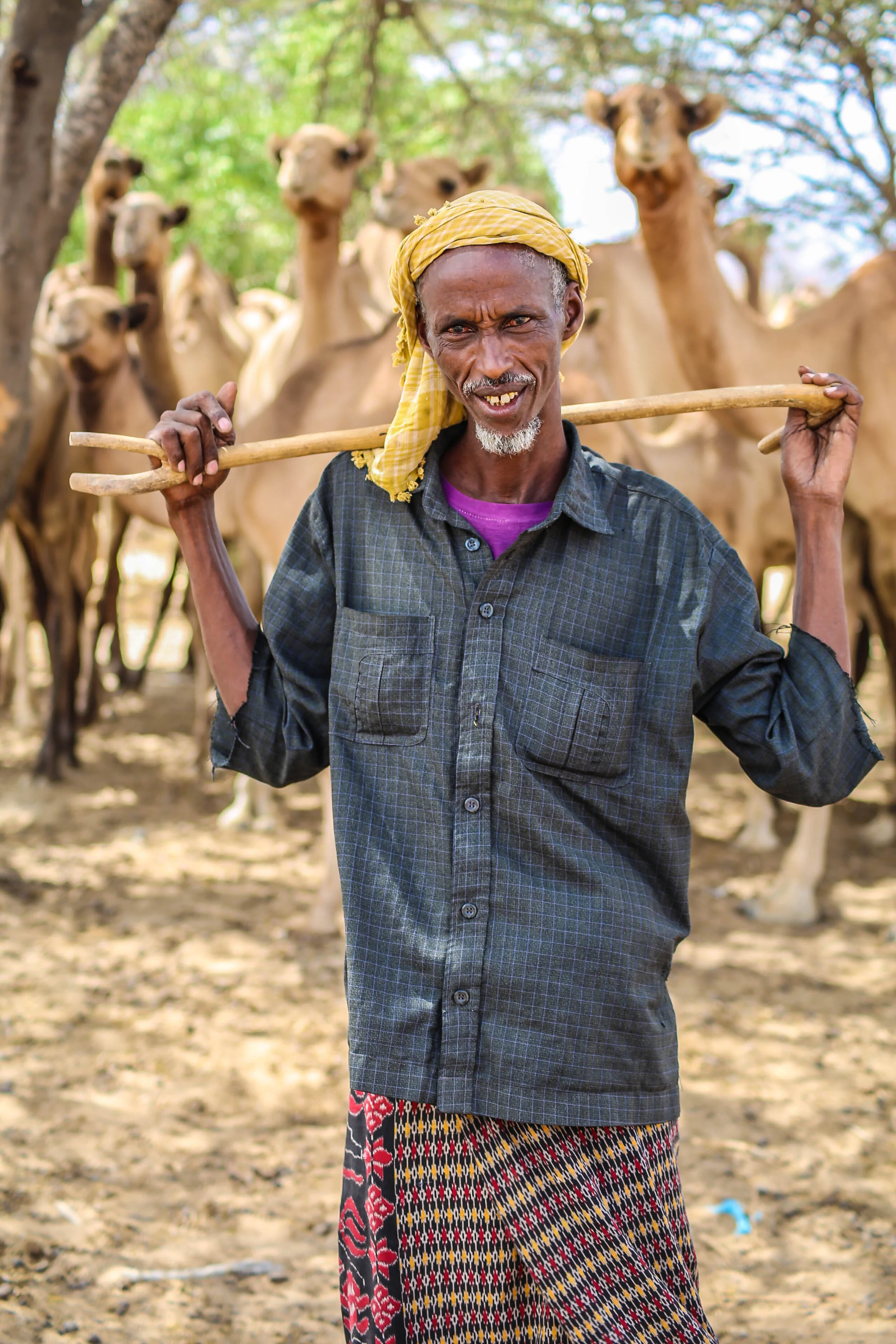 A Somali camel who came to water his camel in a water-point located outskirt of Dhobley Somalia holding on his shoulder Somali pharaonic- scepter standing in front of his camel