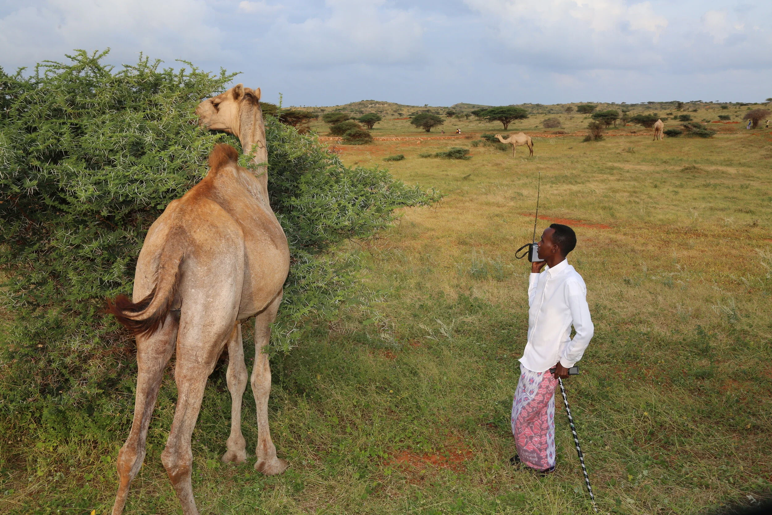 Somali camel herder listening FM Radio while herding his camel.  During rainy seasons when the land is green is the time they rejoice