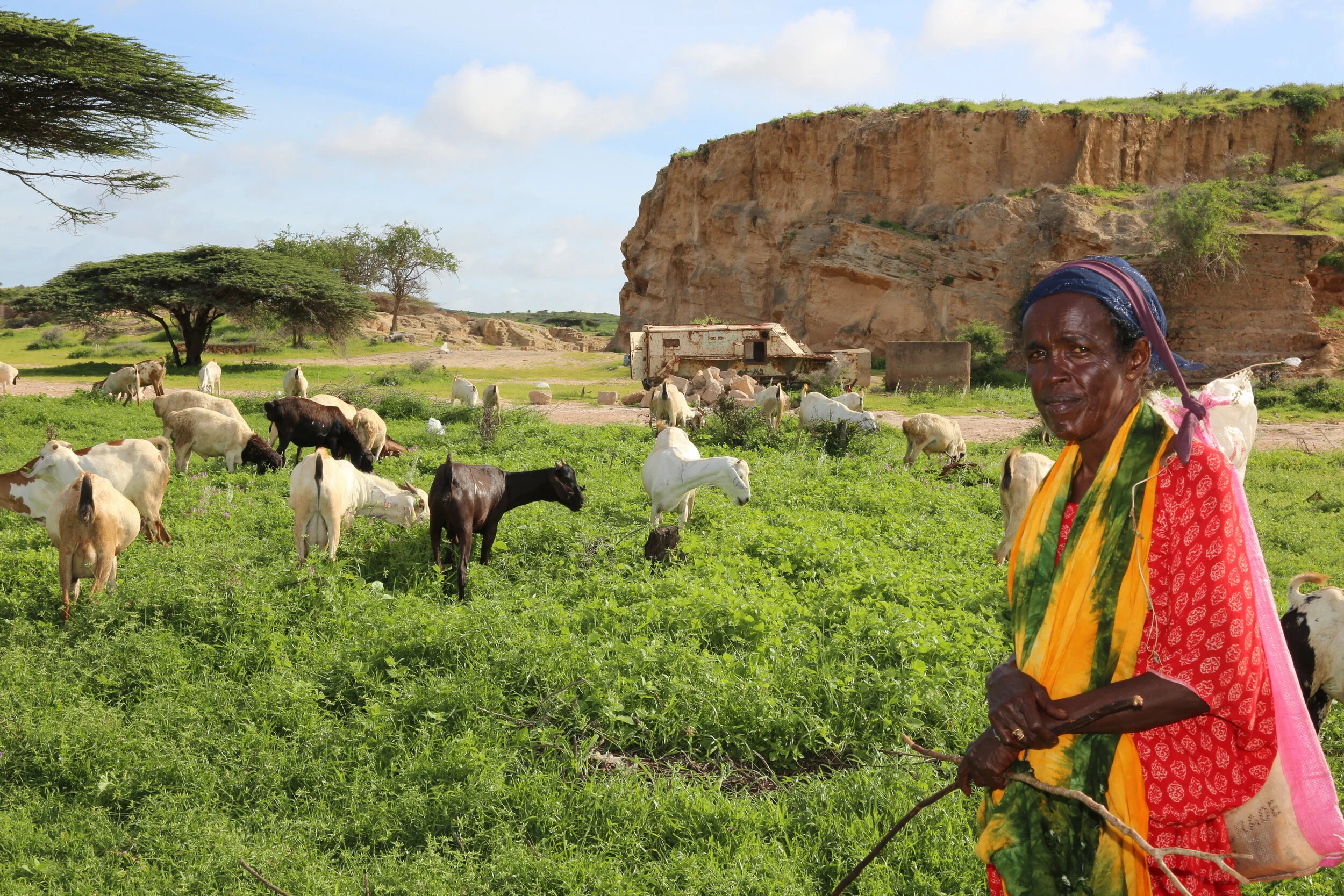 A village elder looks after her flock of sheeps in the grass while a military vehicle passes by.