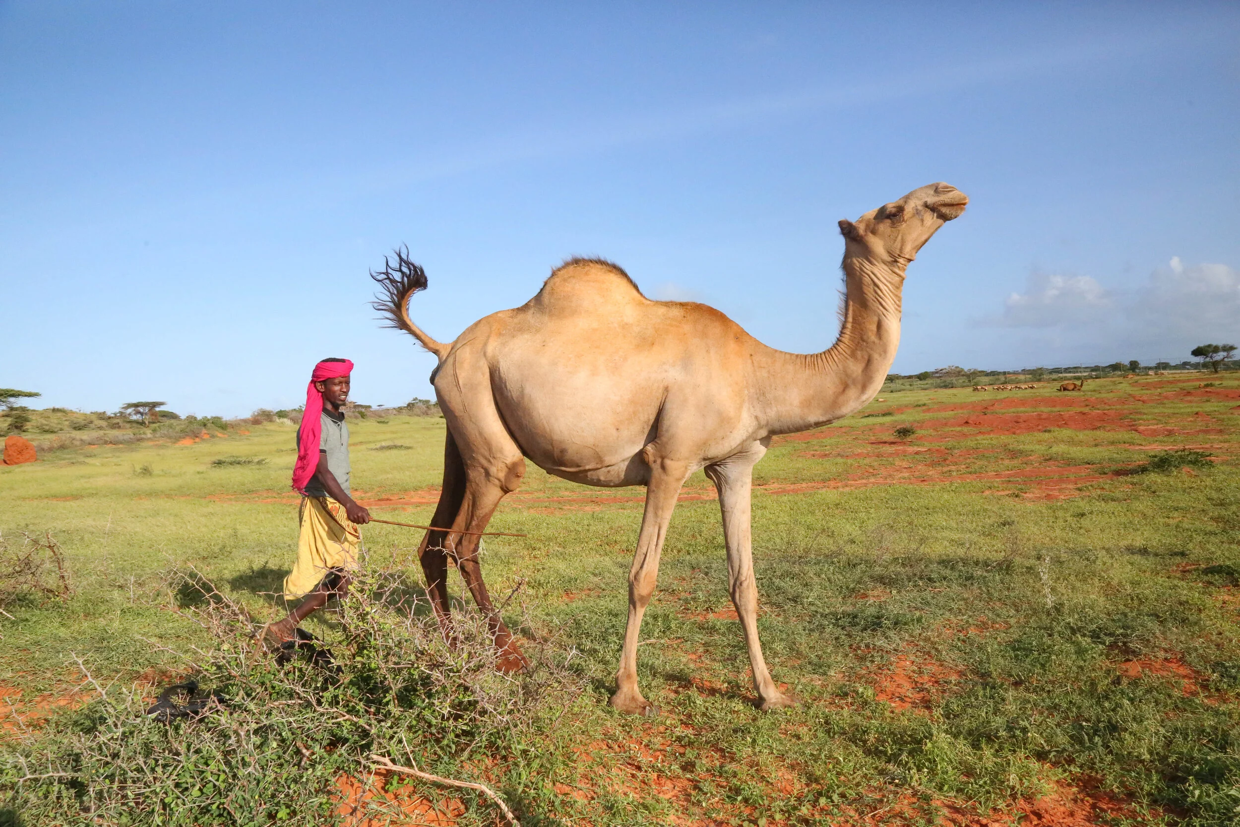 A heavy she-camel moves her tail up after the camel herder comes close to her, as a defense mechanism. 
