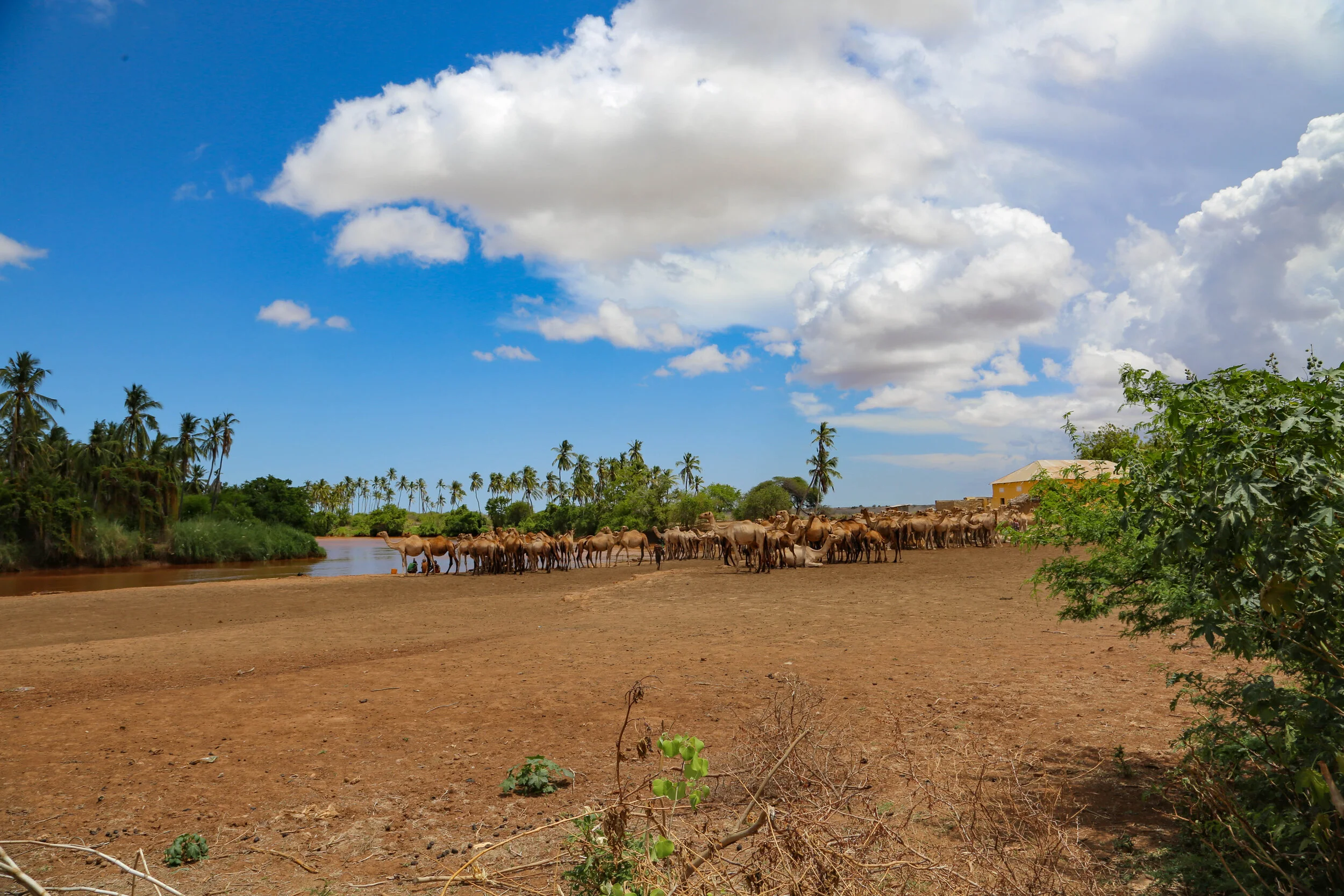 During dry seasons animals come at the water points to get water but for camel it can stay for a month without getting water and it can withstand a harsh climates.  