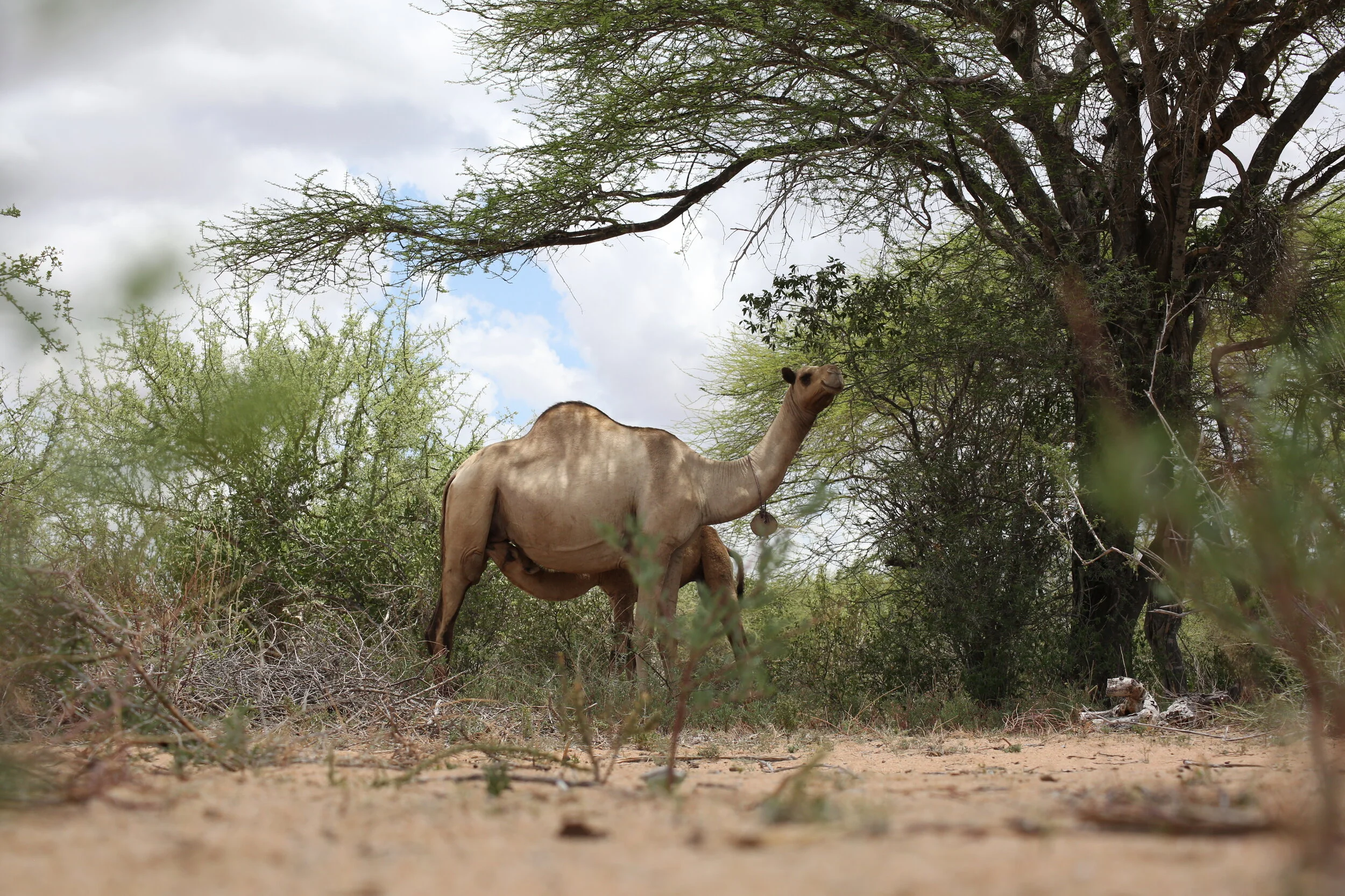 A she camel feeding its young one. 
Dhobley, Somalia. 