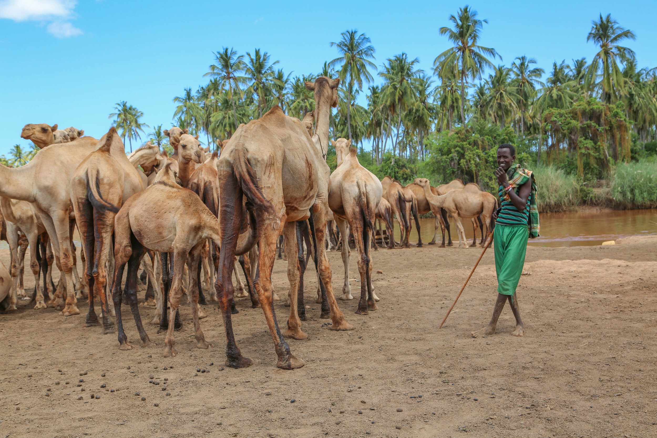 A man standing with a stick among a herd of camels by a water body in a tropical setting with palm trees and blue sky.