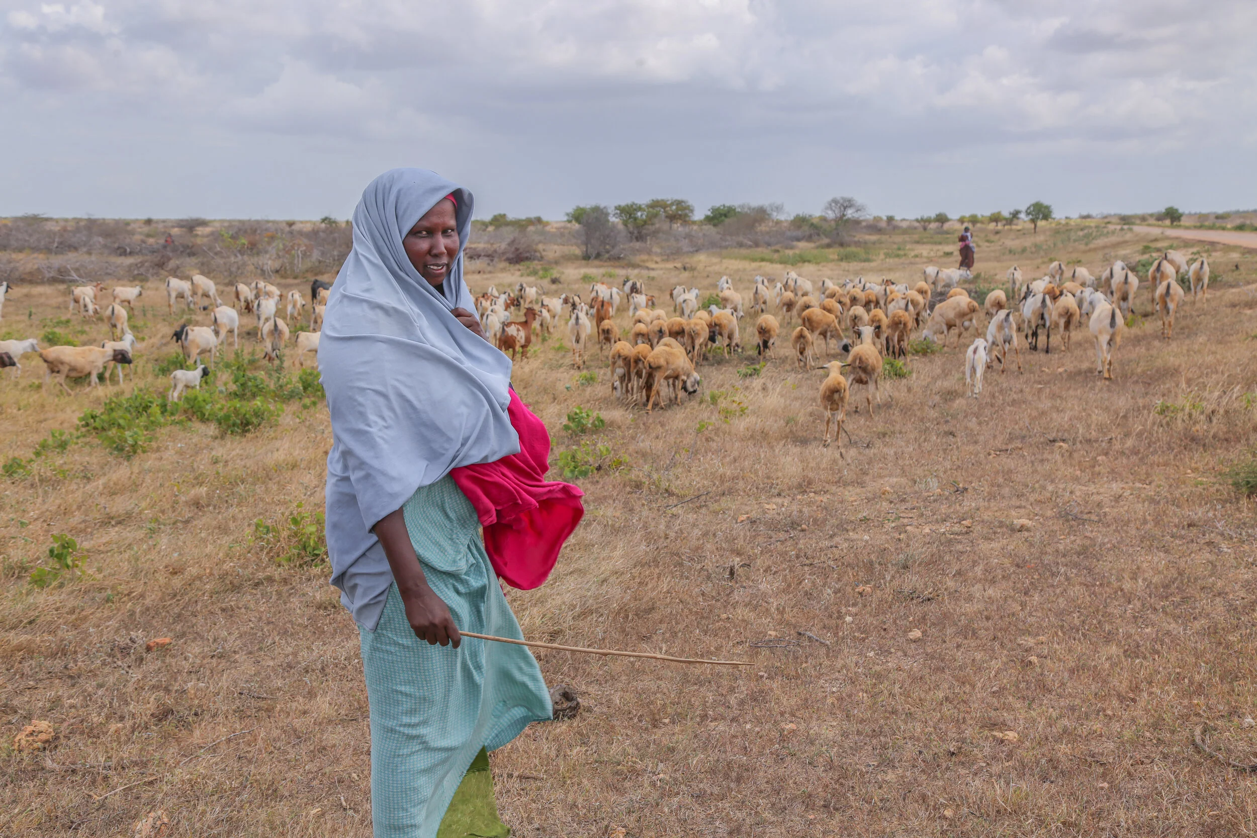 A middle-aged Somali woman looking at her flocks of sheep and goats at the outskirts of Kismayo town.   “ In times when the local grass is insufficient, I take the herds further afield to get suitable grazing. Nuurto Hassan 45, 