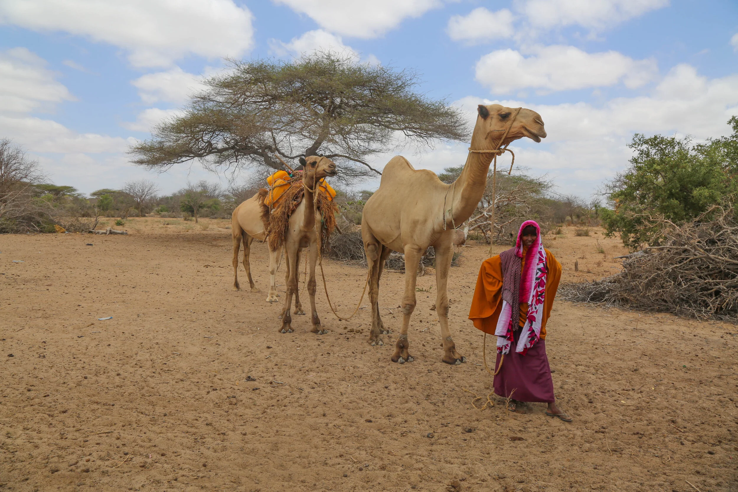 A Somali woman stands in front of her camels in a water-point located outskirt of Dhobley, Somalia.