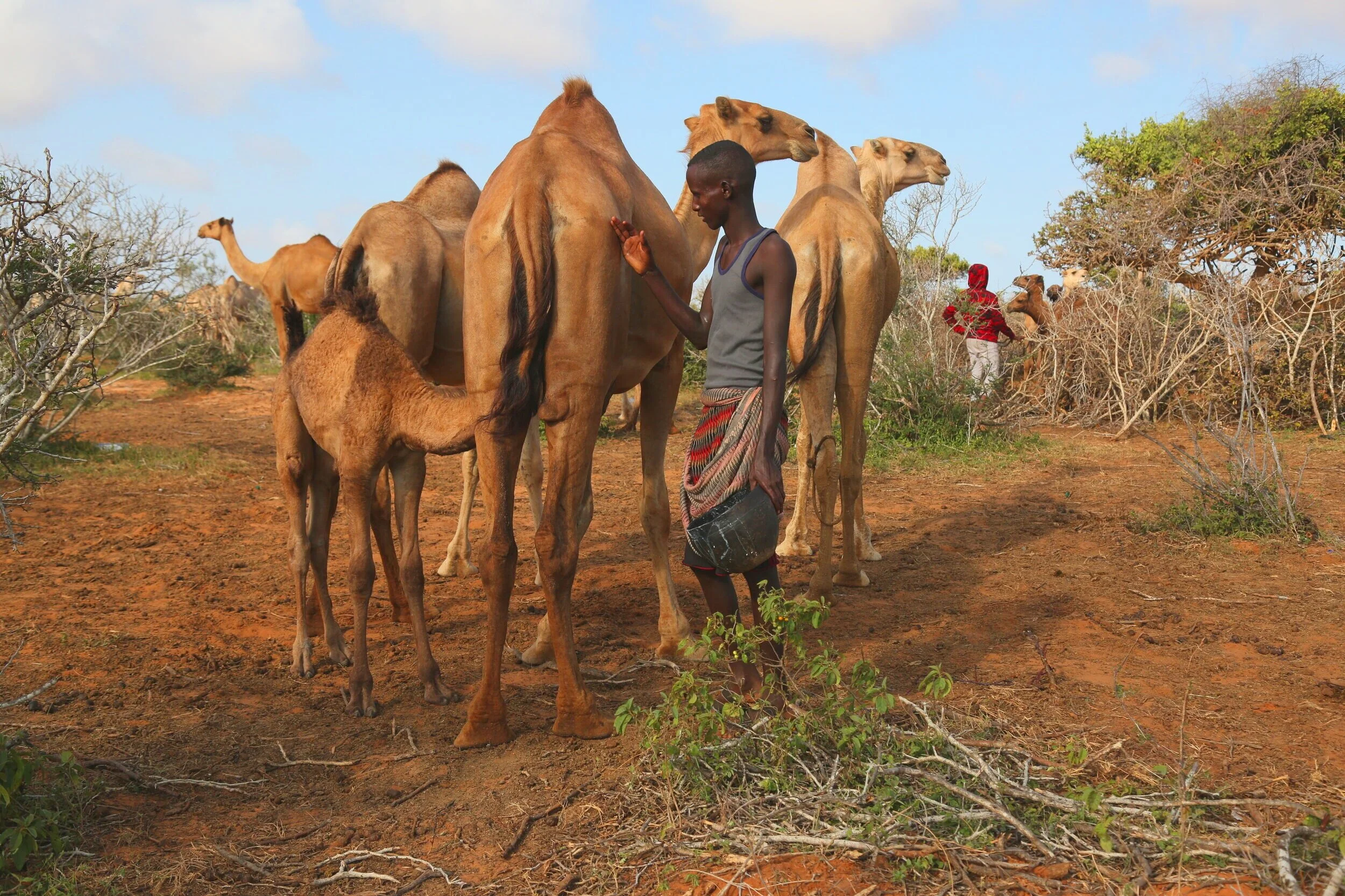 A young camel herder patiently waits, for baby she-camel supping milk from her mother. 