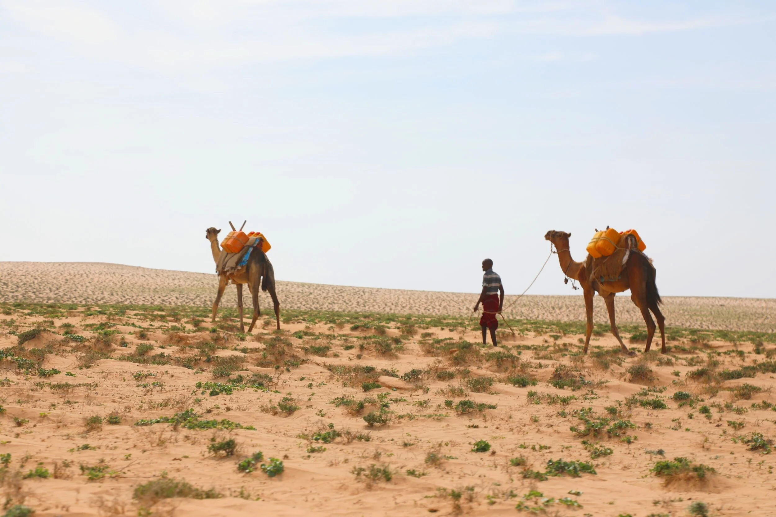 A  Somali nomad and his camels traversing in the desert in search of water. Warsheekh, Somalia. 