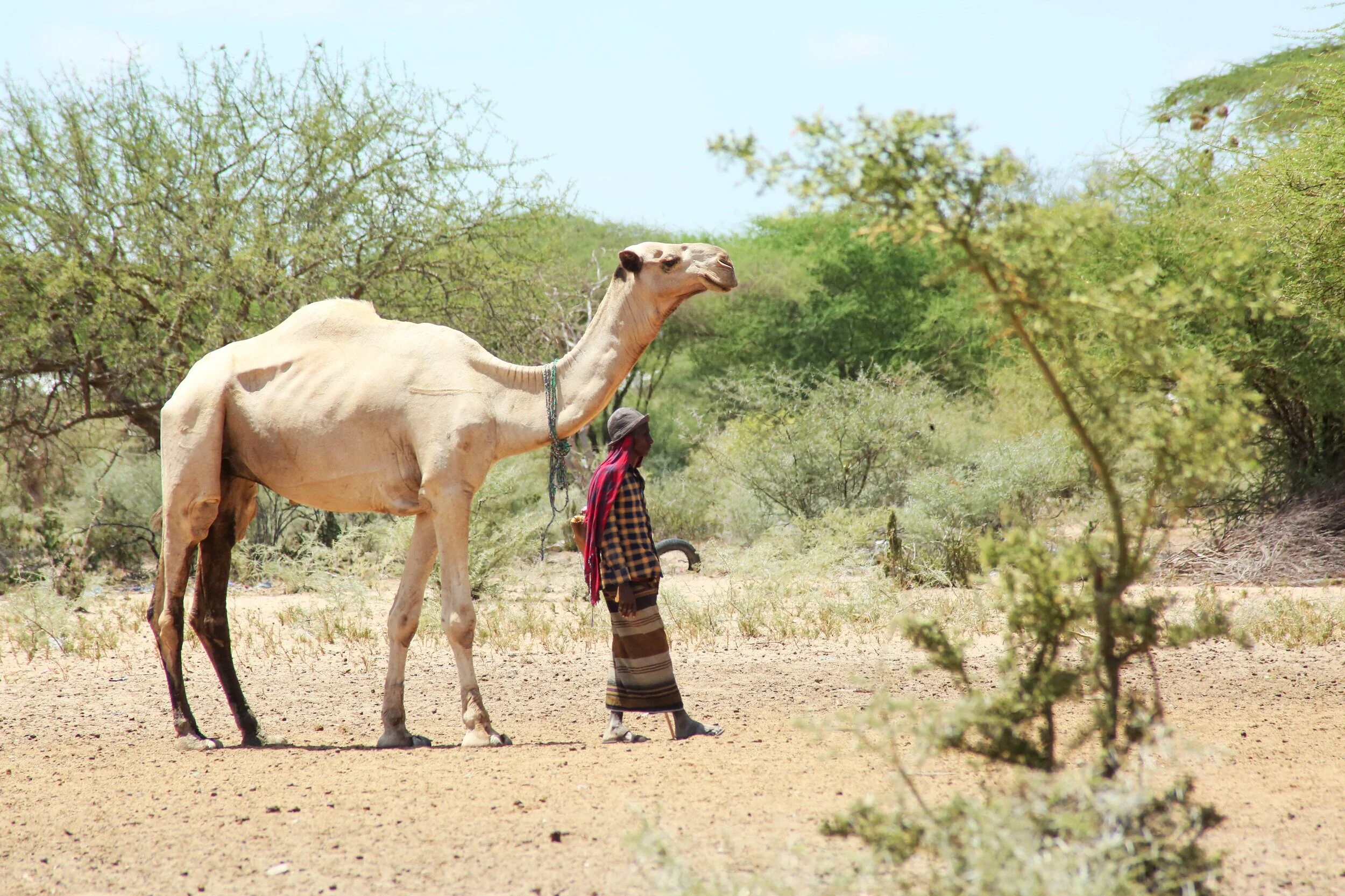 Man walking with a camel in a savanna landscape with trees and shrubs.