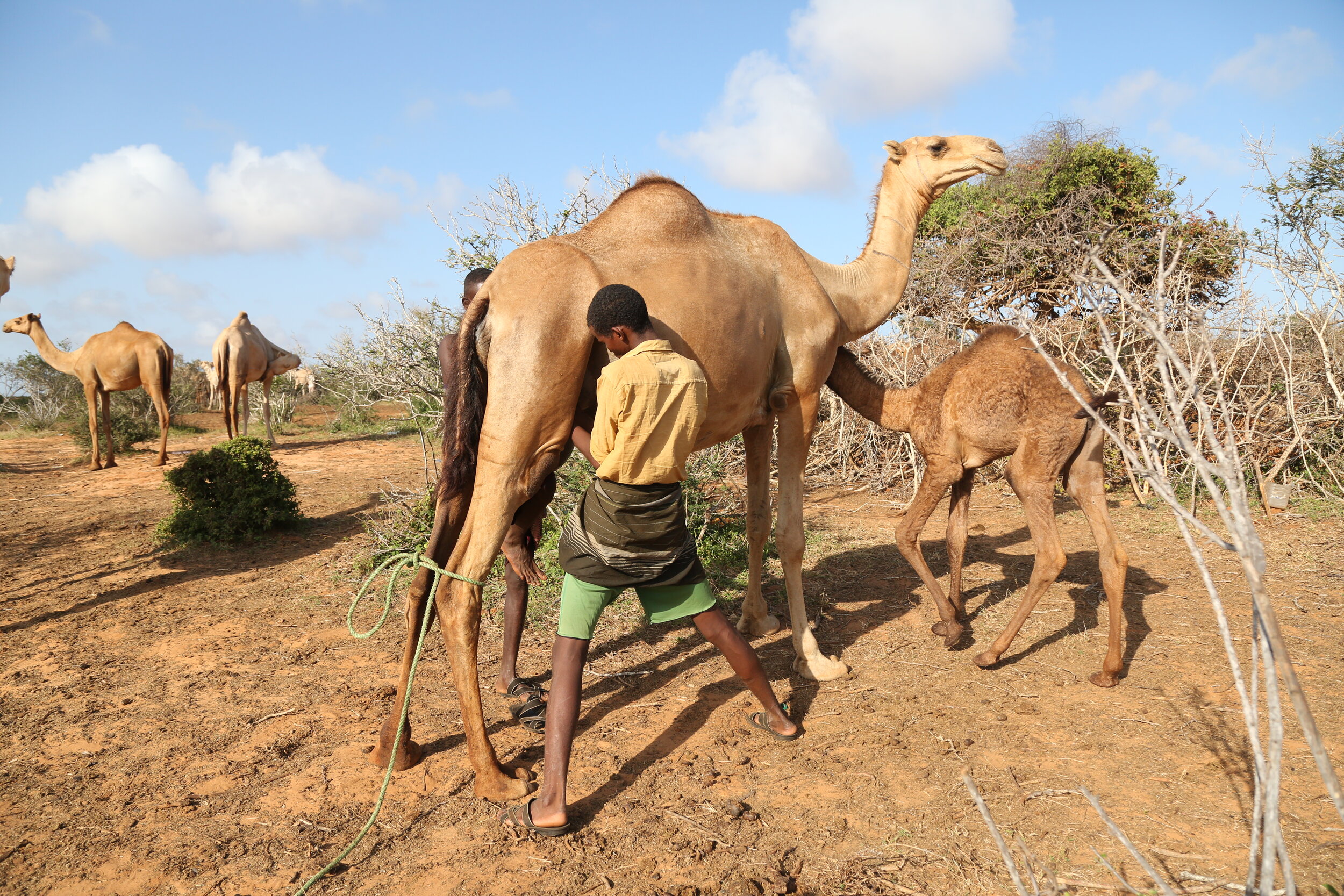 A person herding camels in an arid landscape with sparse vegetation under a blue sky with clouds.