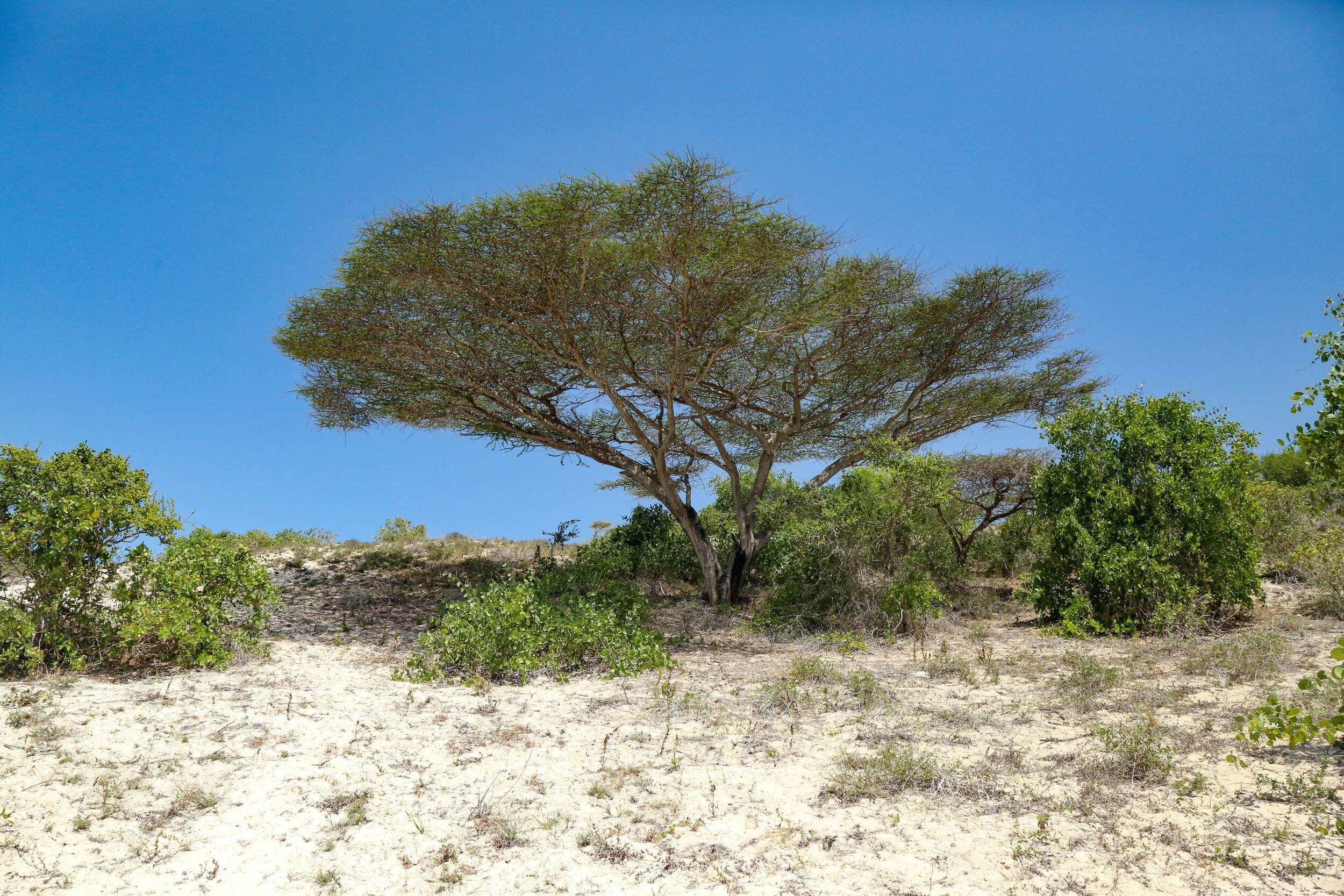 A single tree with green leaves and a wide canopy stands in a dry, sandy landscape under a clear blue sky.
