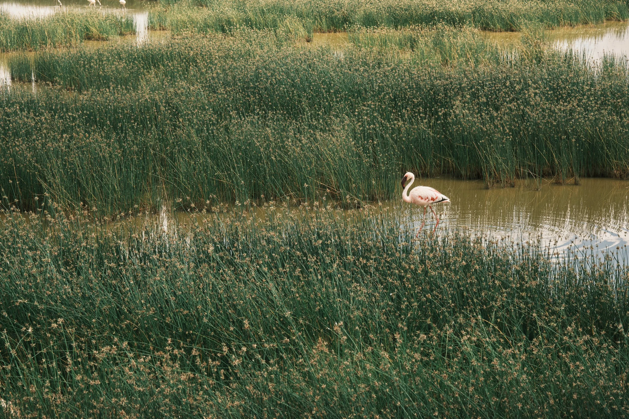 A flamingo standing in a marsh surrounded by tall green grass and scattered small white flowers, with water reflecting the scene.