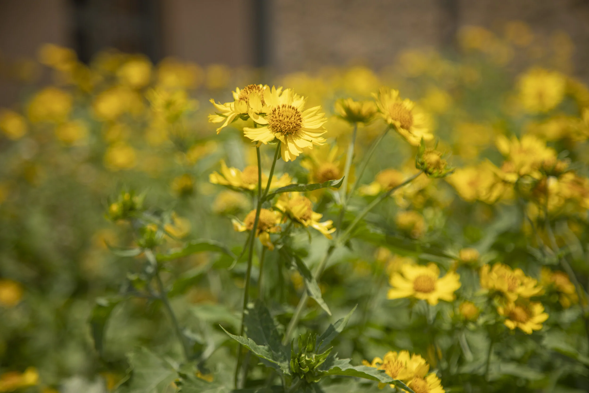 Cluster of bright yellow flowers in a garden setting with green leaves, some flowers in focus and others blurred in the background.