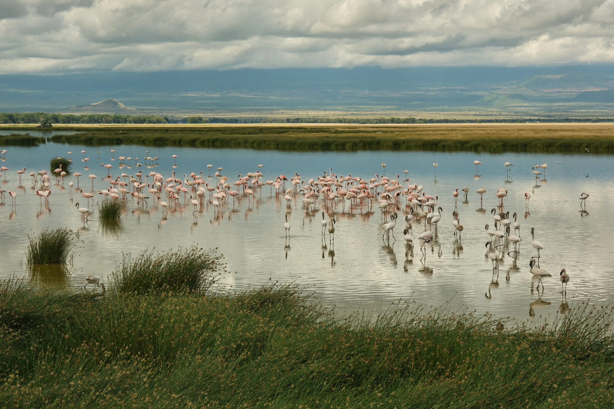 A flock of pink flamingos wading in a calm body of water with grassy edges, hills, and mountains in the background under a cloudy sky.