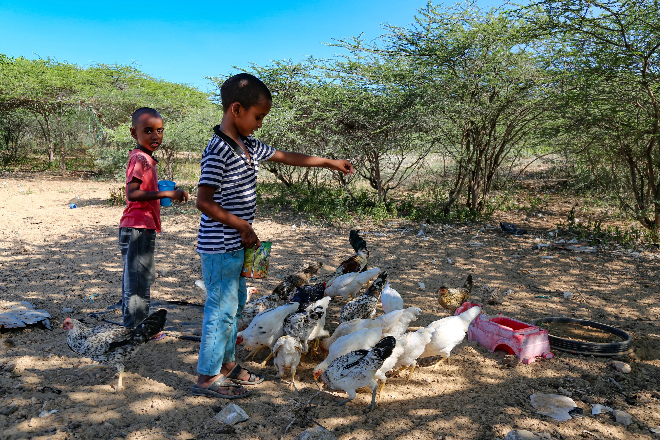 Two young boys in a rural outdoor area with bushes and a dirt ground, feeding and observing a flock of chickens and ducks.