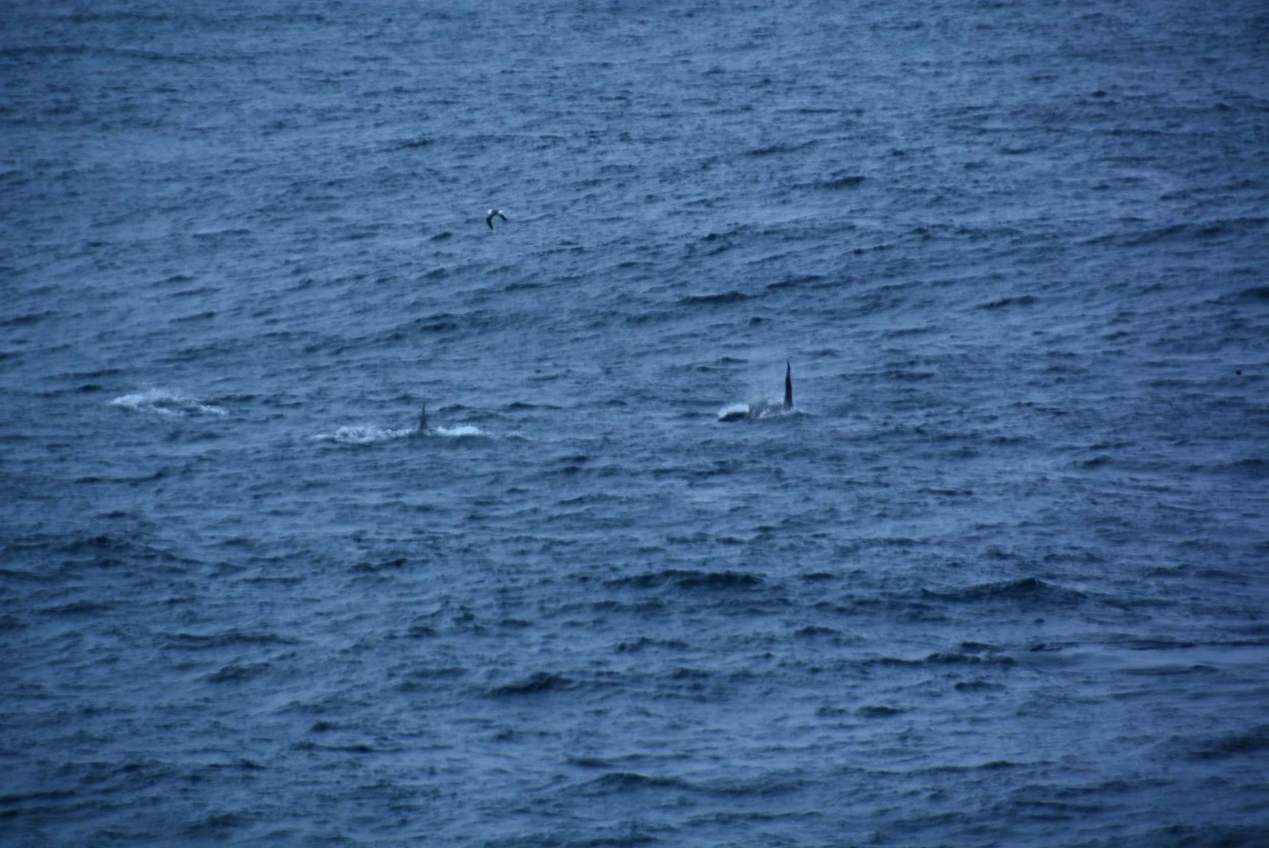 DSC_0263.jpg