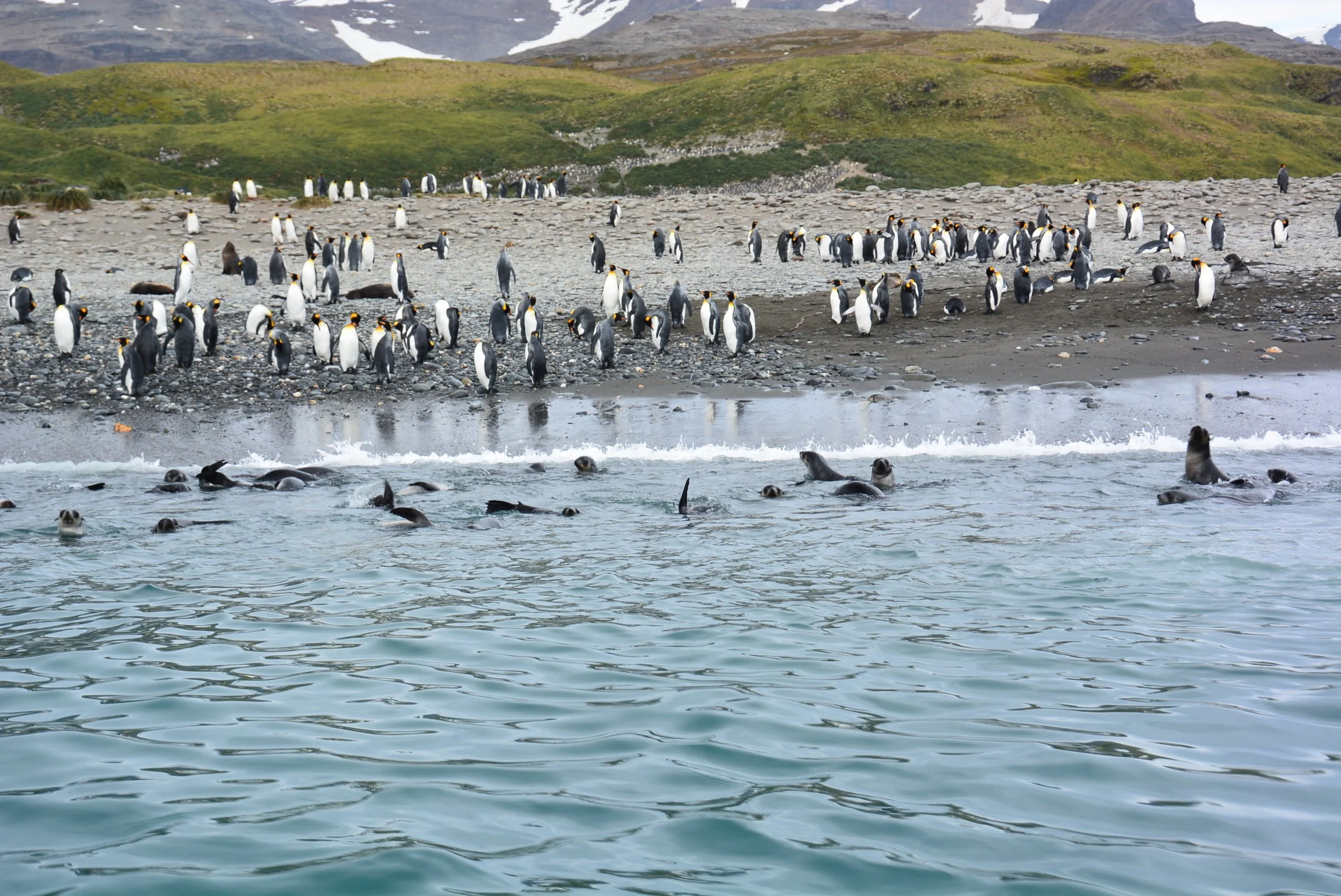 Fur Seal Creche