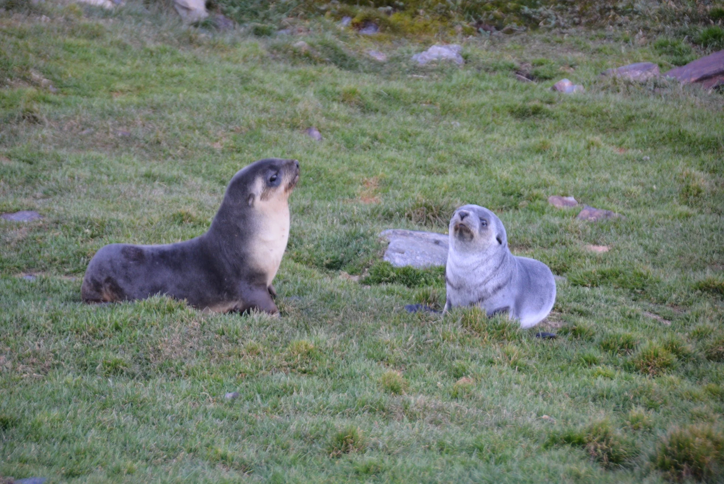 Baby Fur Seals giving me the side eye for interrupting their play fight