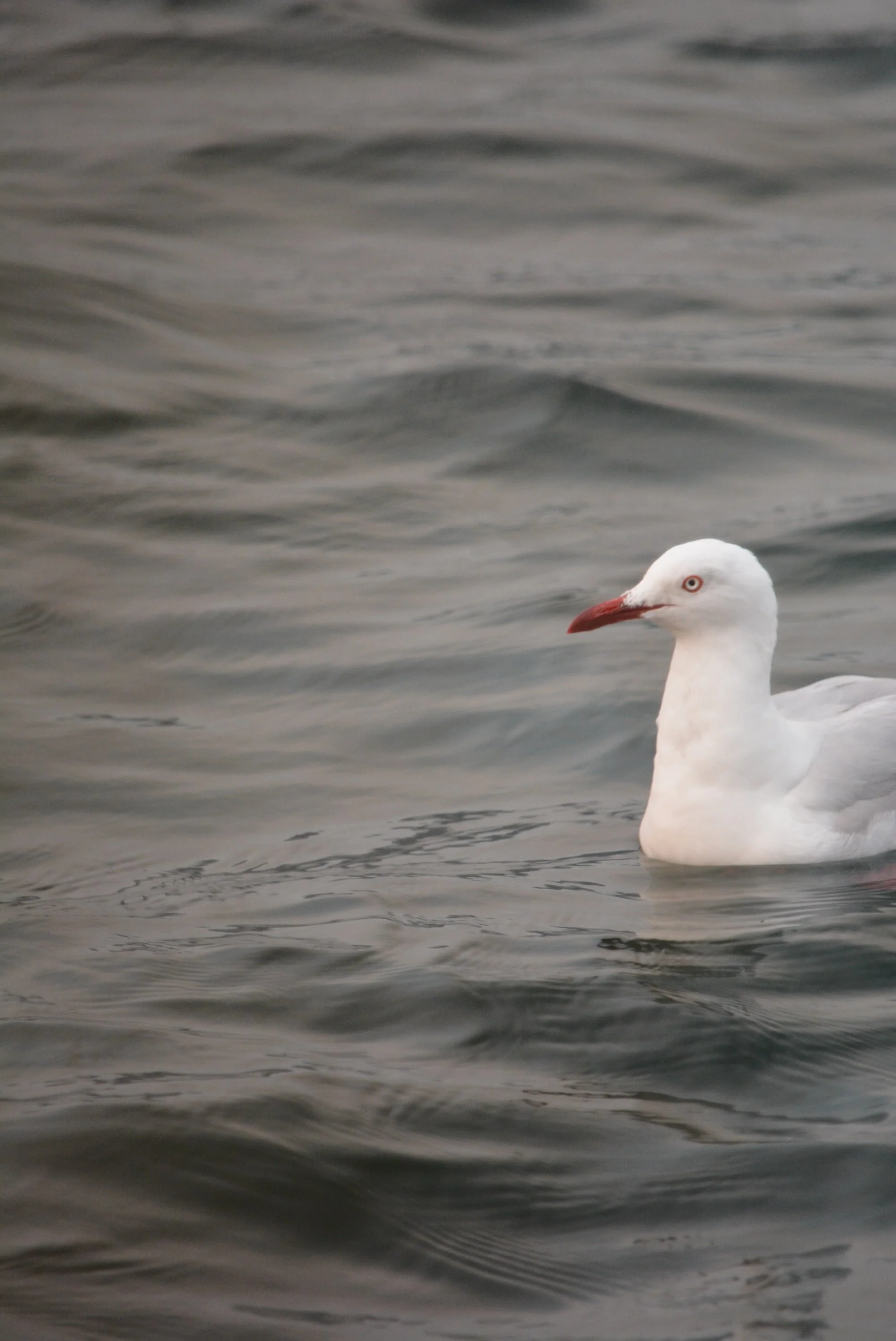 DSC_8015.jpg
