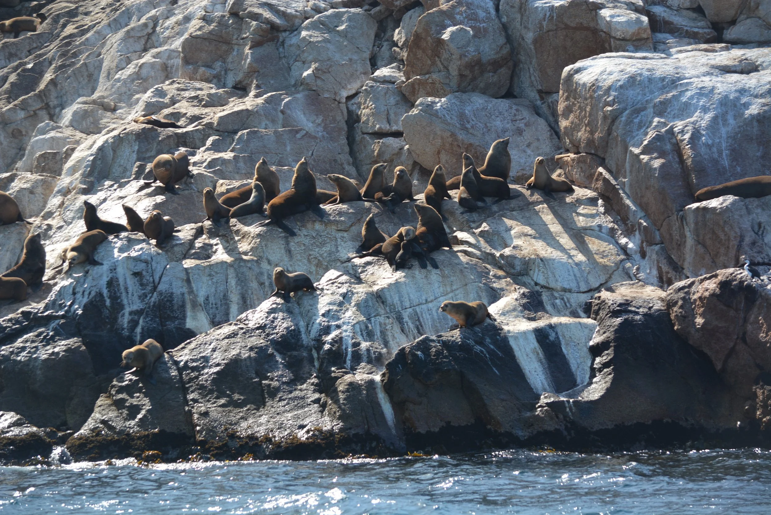 Australian fur seal