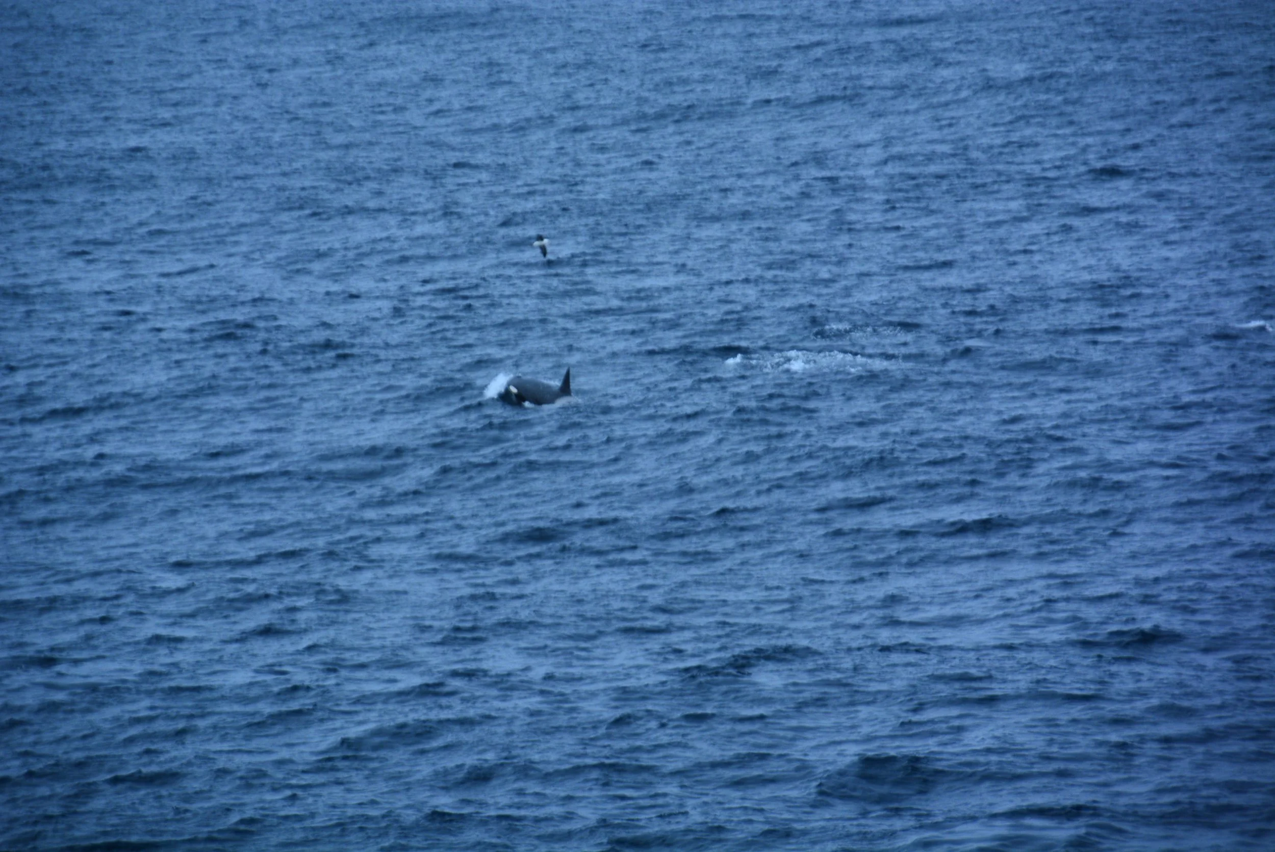 Orcas