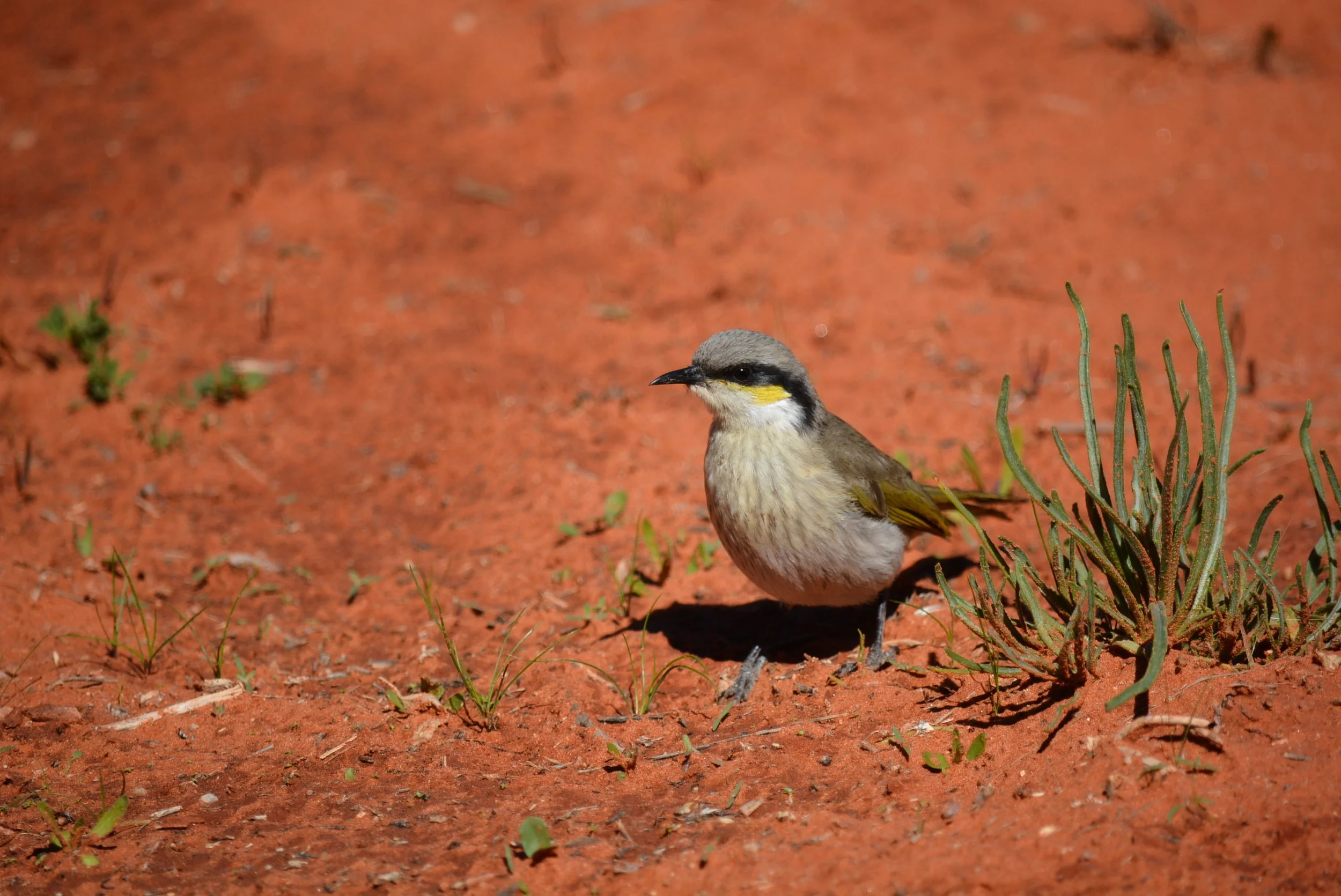 DSC_7507.jpg