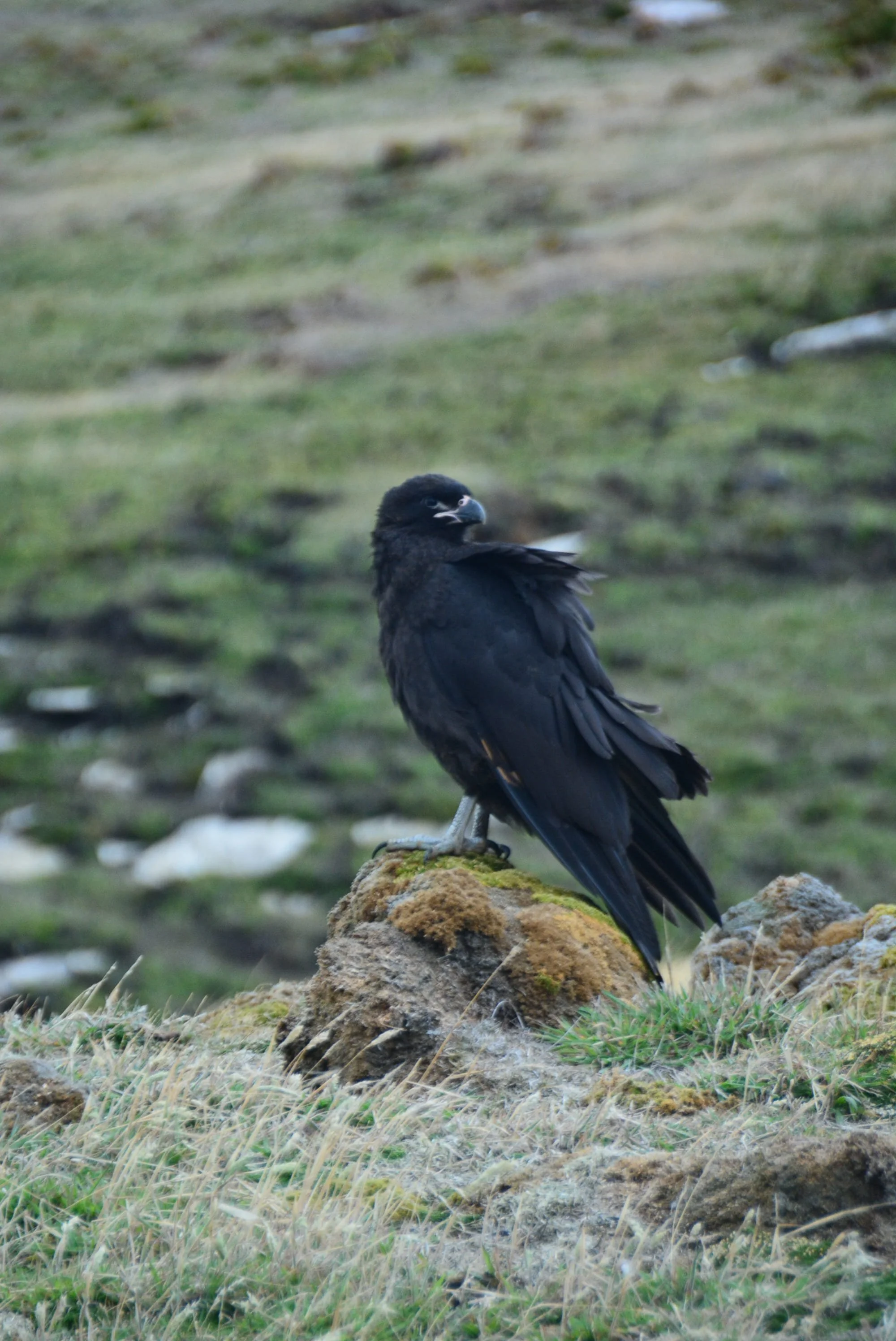 Striated Caracara