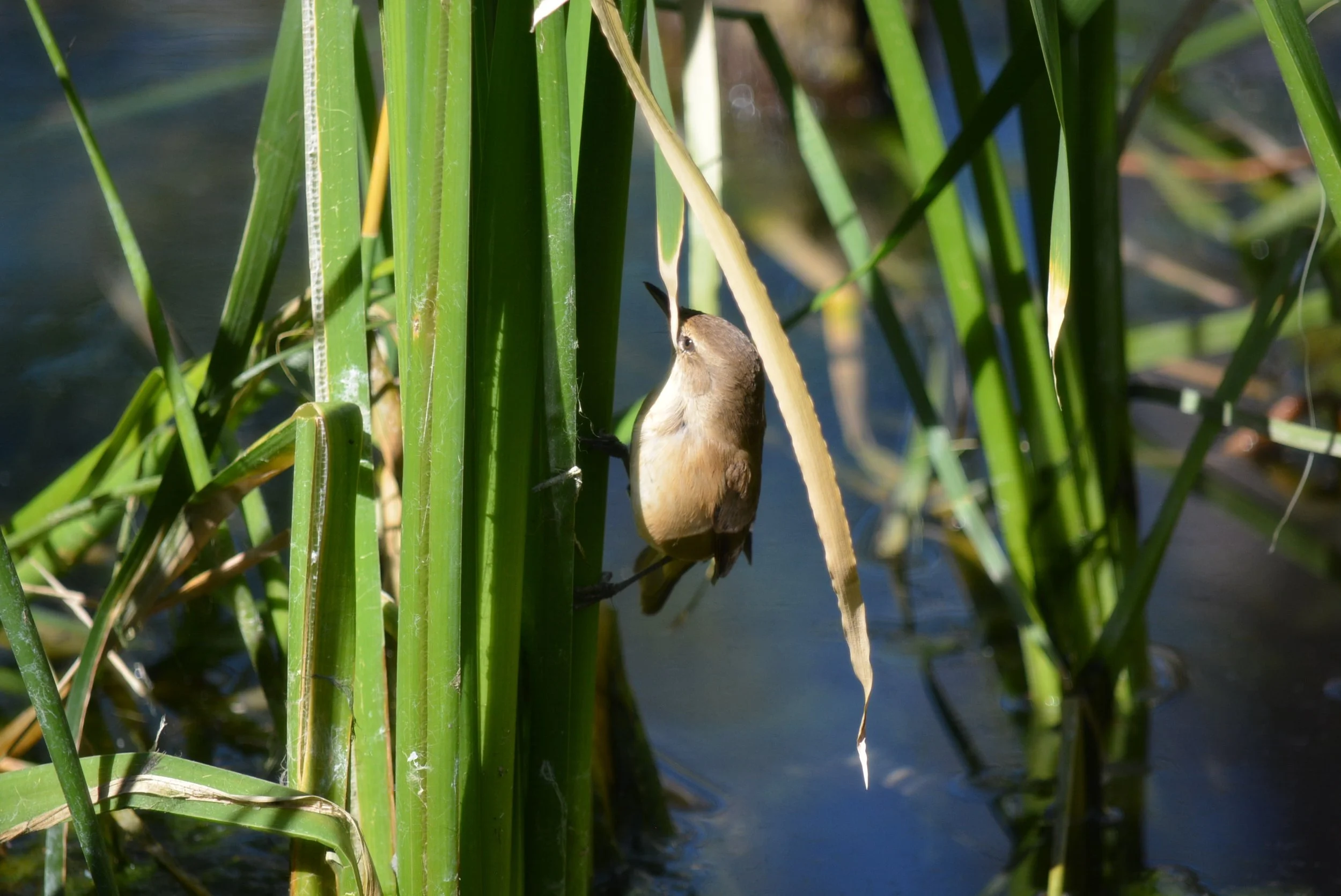 DSC_7530.jpg
