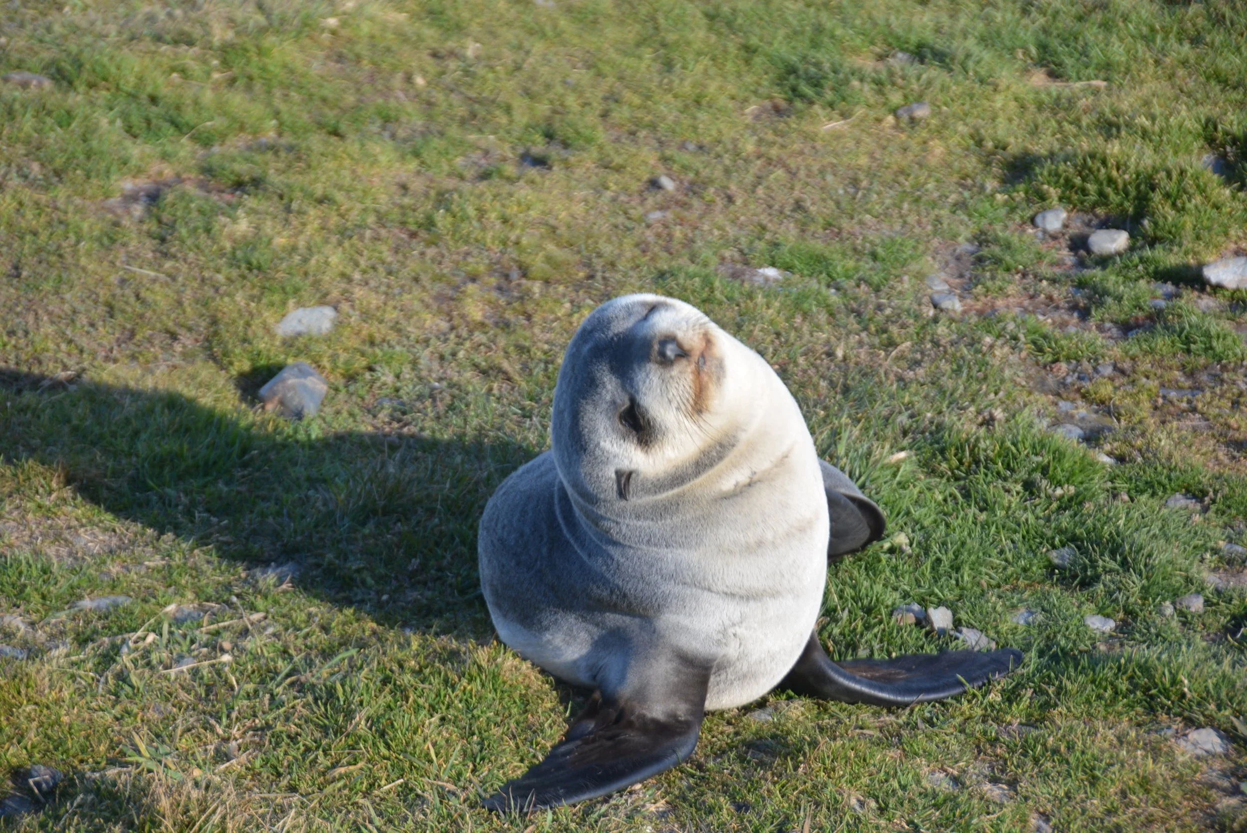 Baby Fur Seal