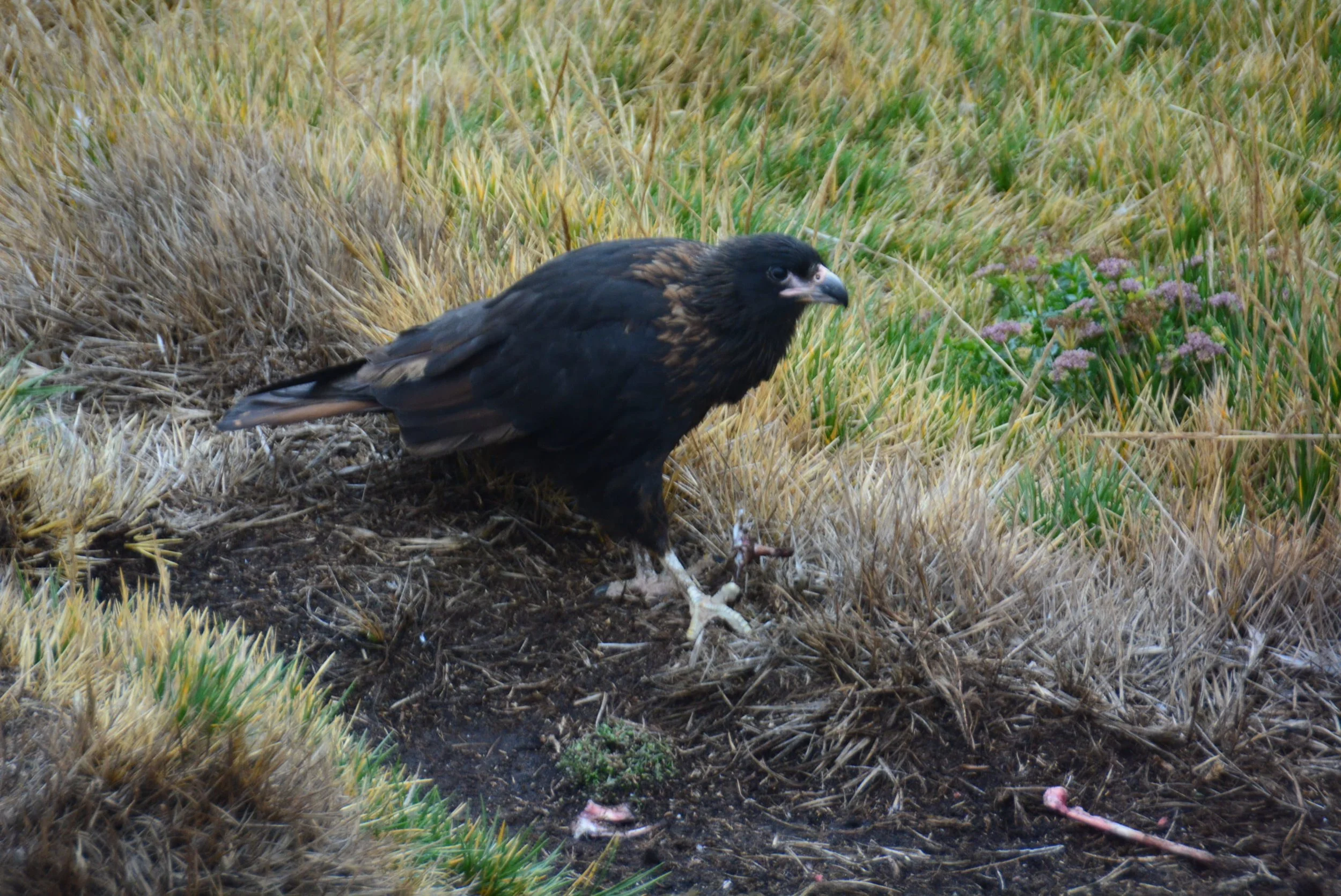 Striated Caracara