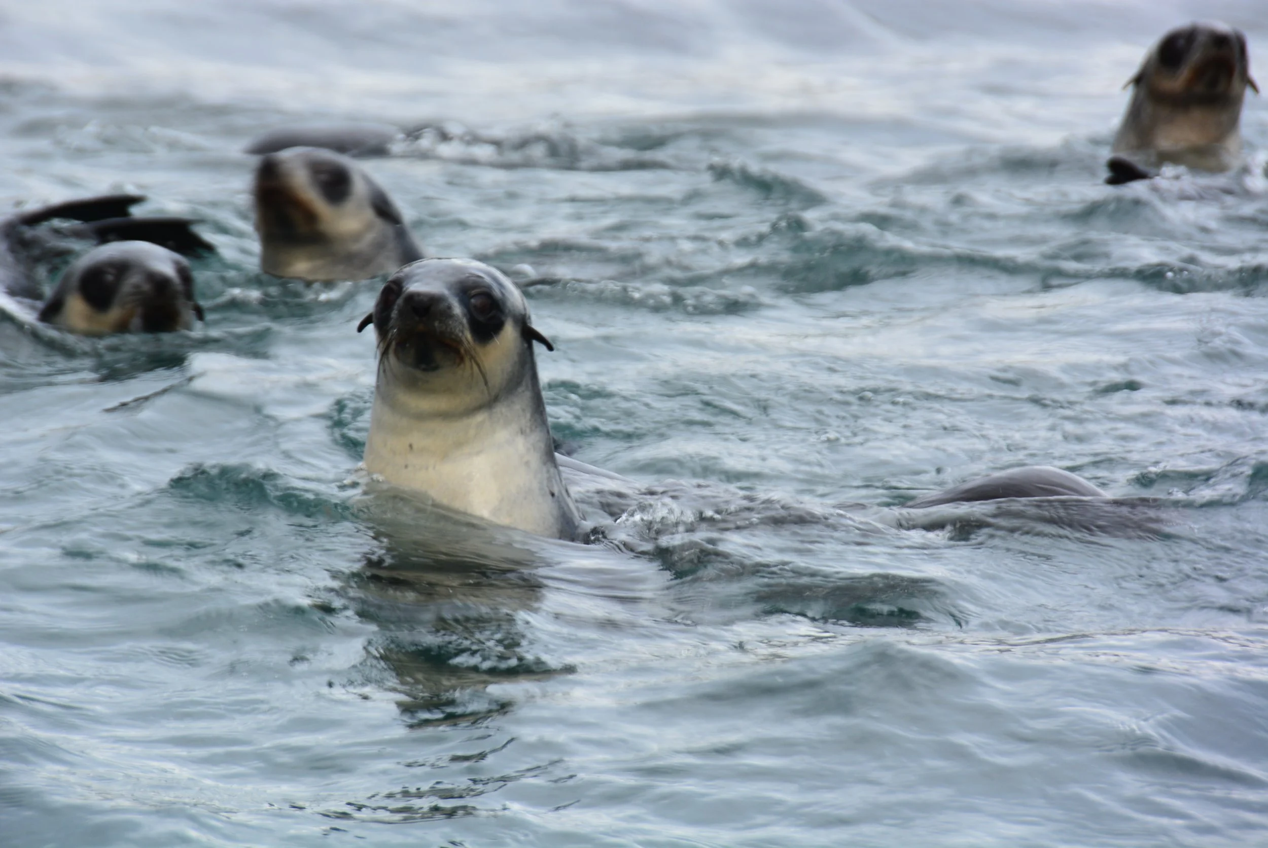 Baby fur seals playing in the surf, at Salisbury Plains, South Georgia