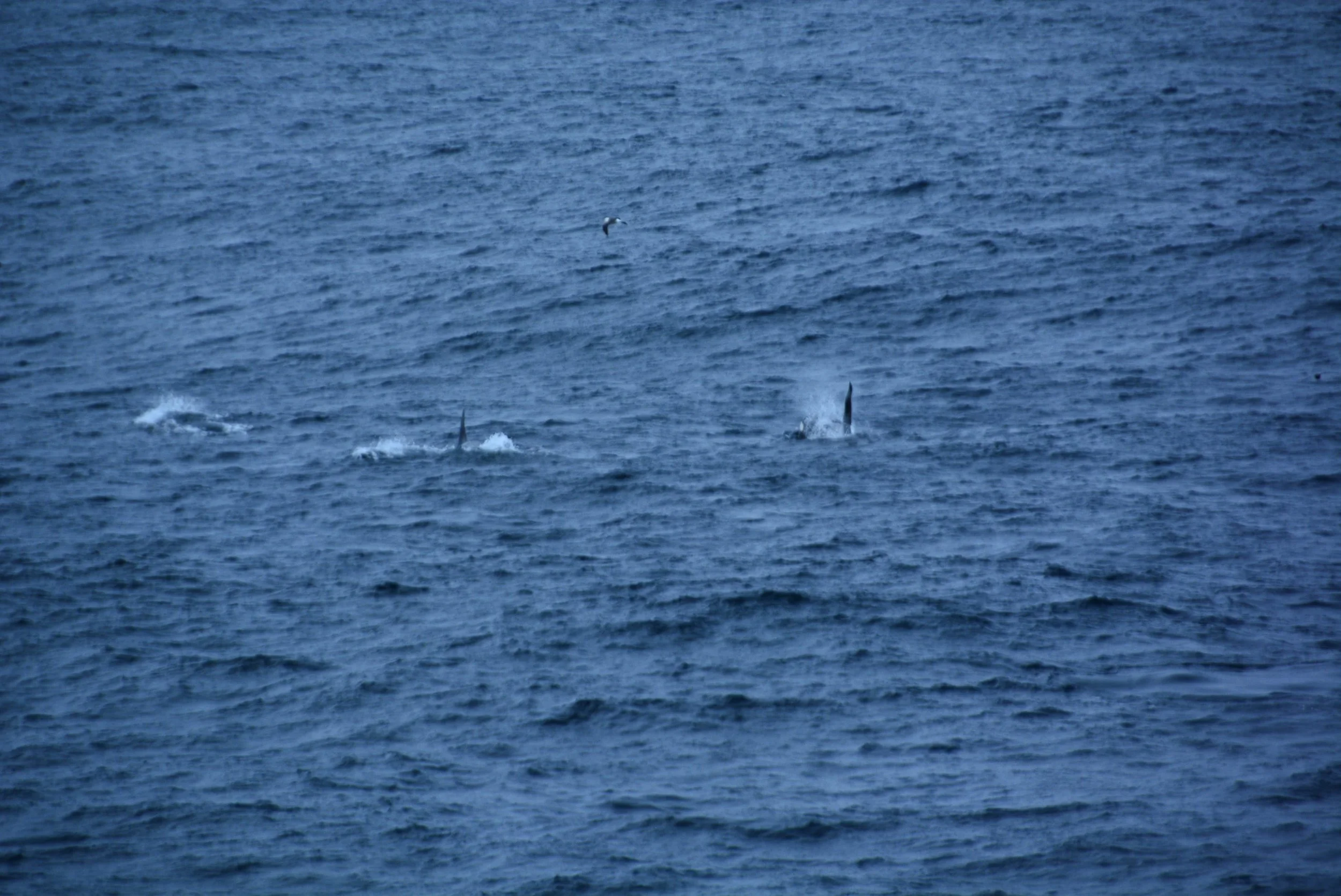 DSC_0262.jpg